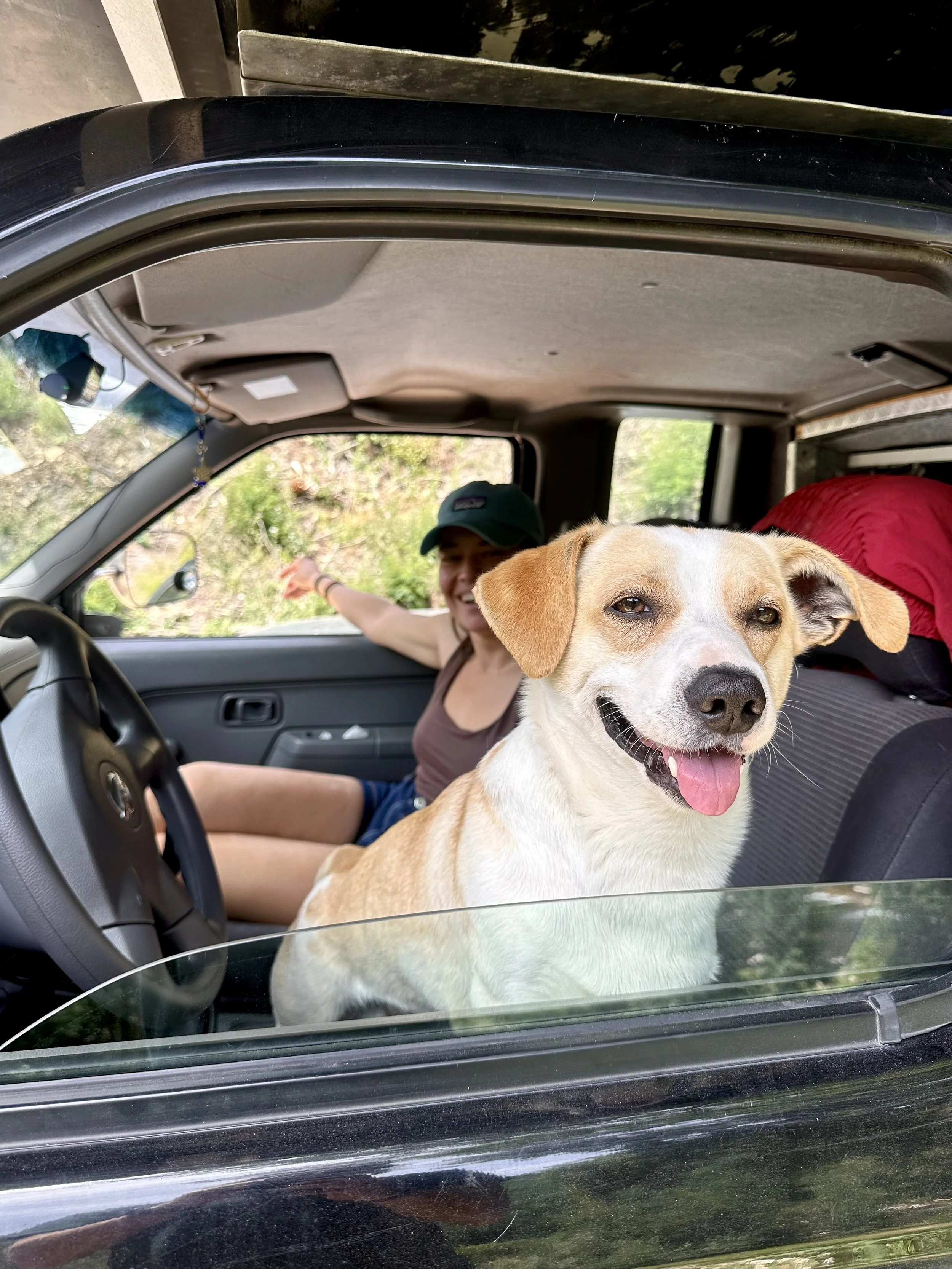 Dog looking out of car window