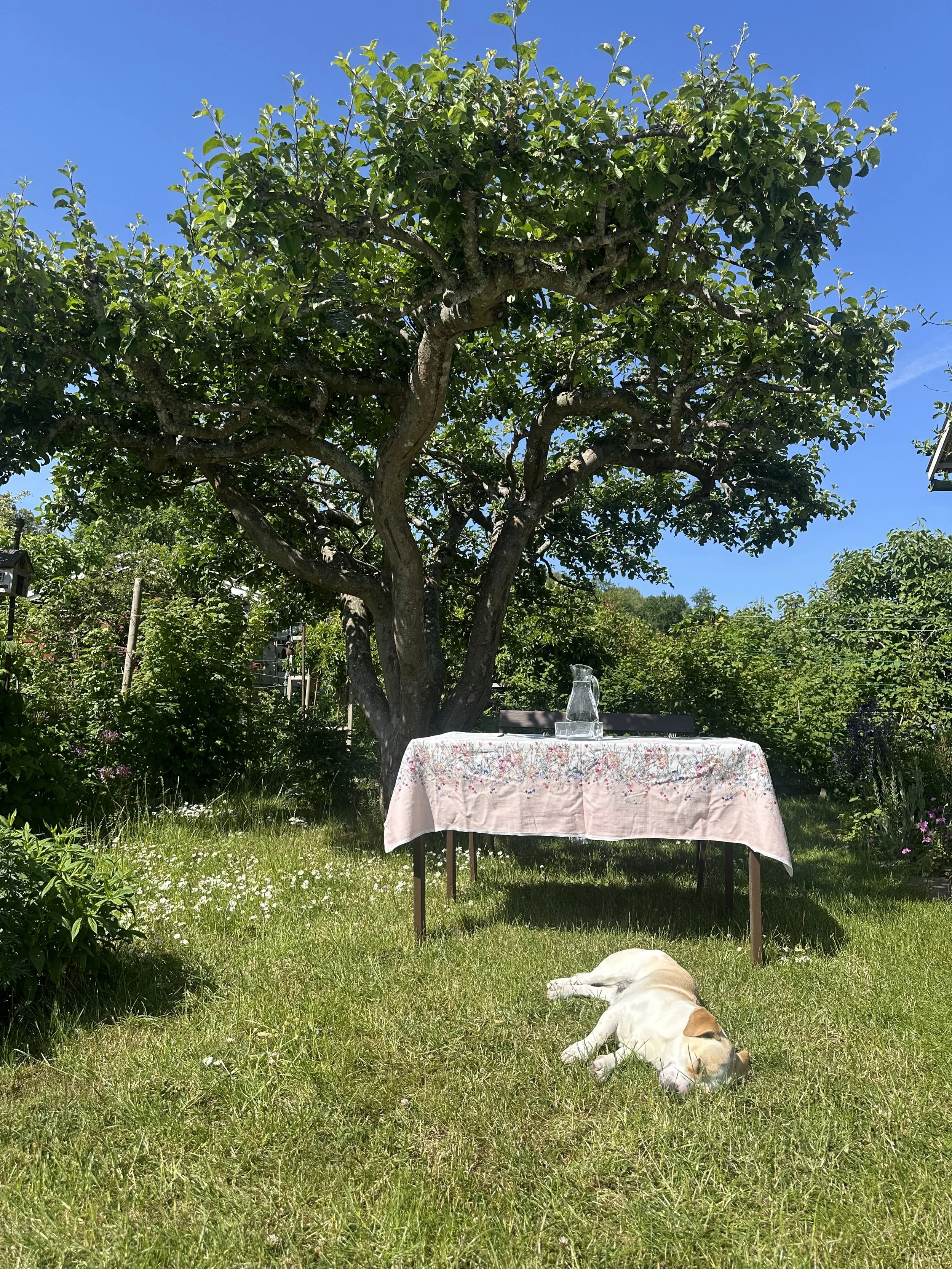 Aaah to be a dog lying in the sun 🌞