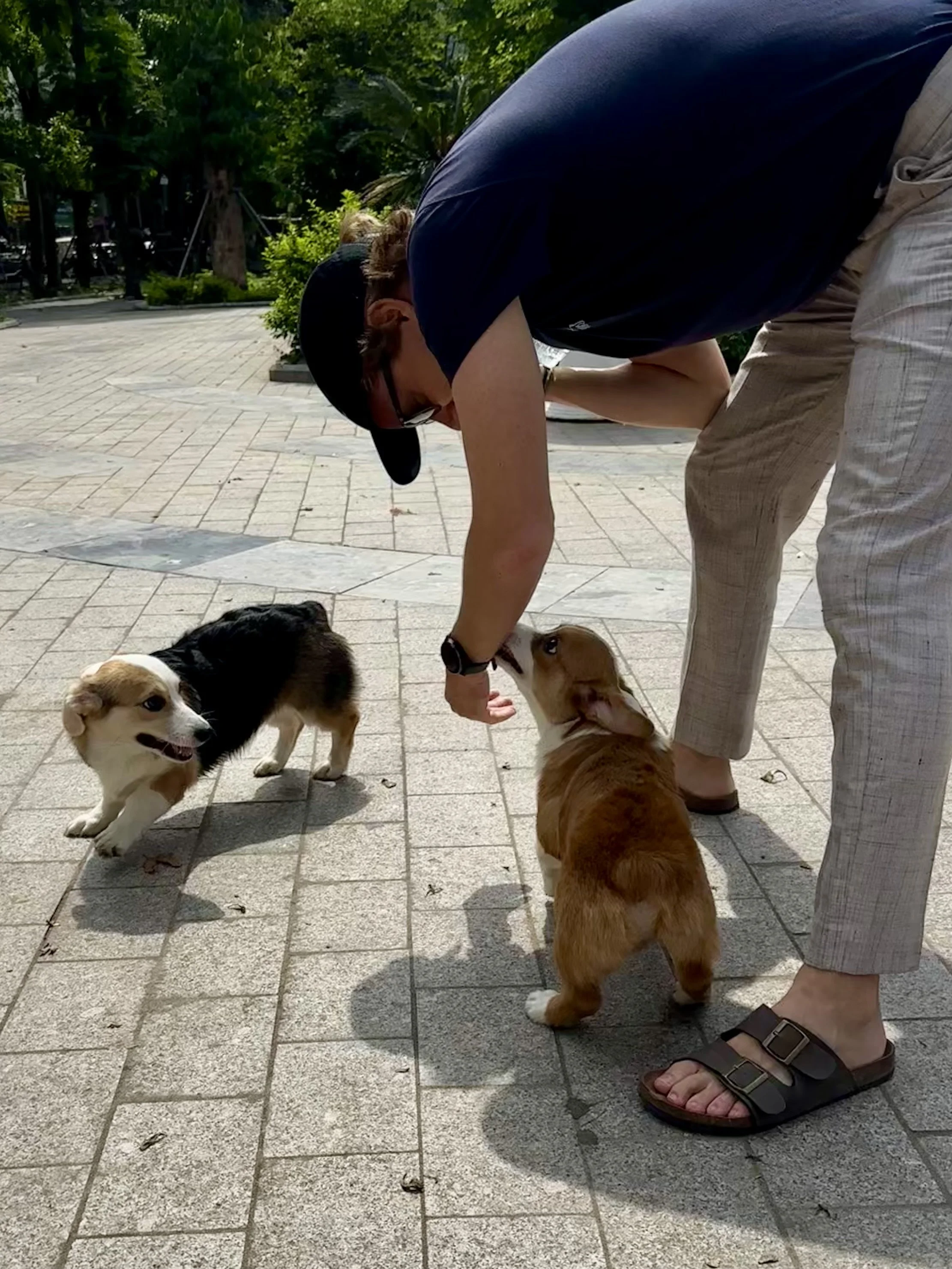 A surprise attack of Corgis on the street.