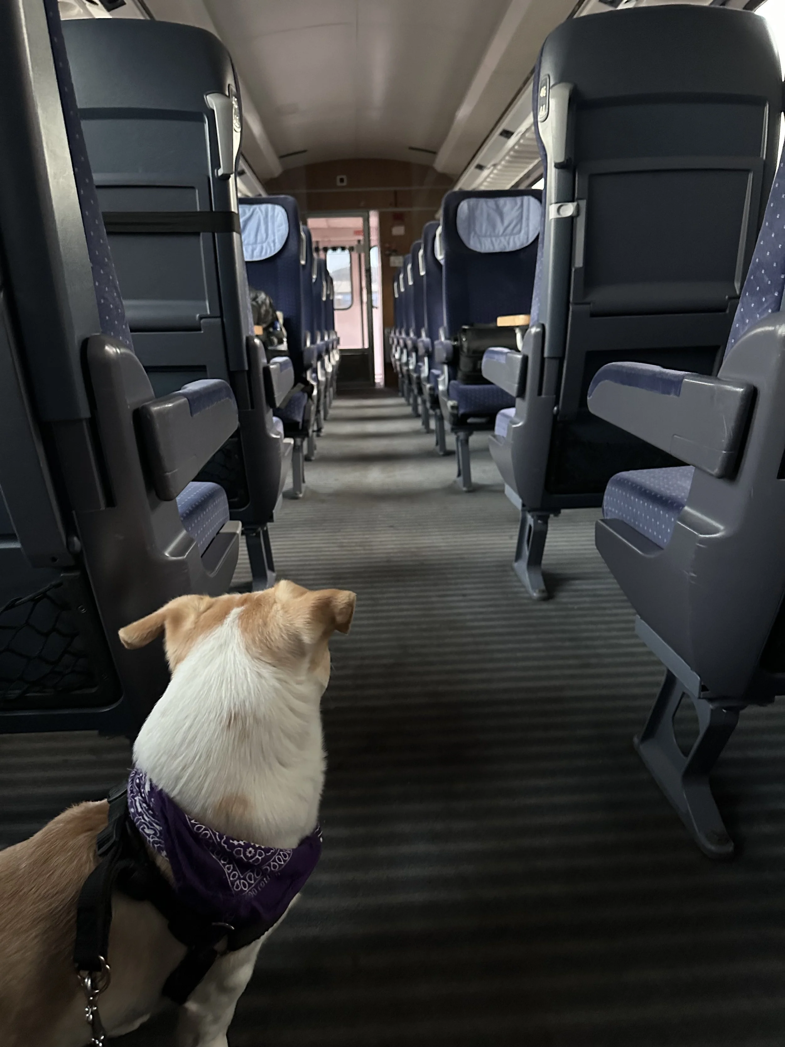 Donkey's first time on a train.