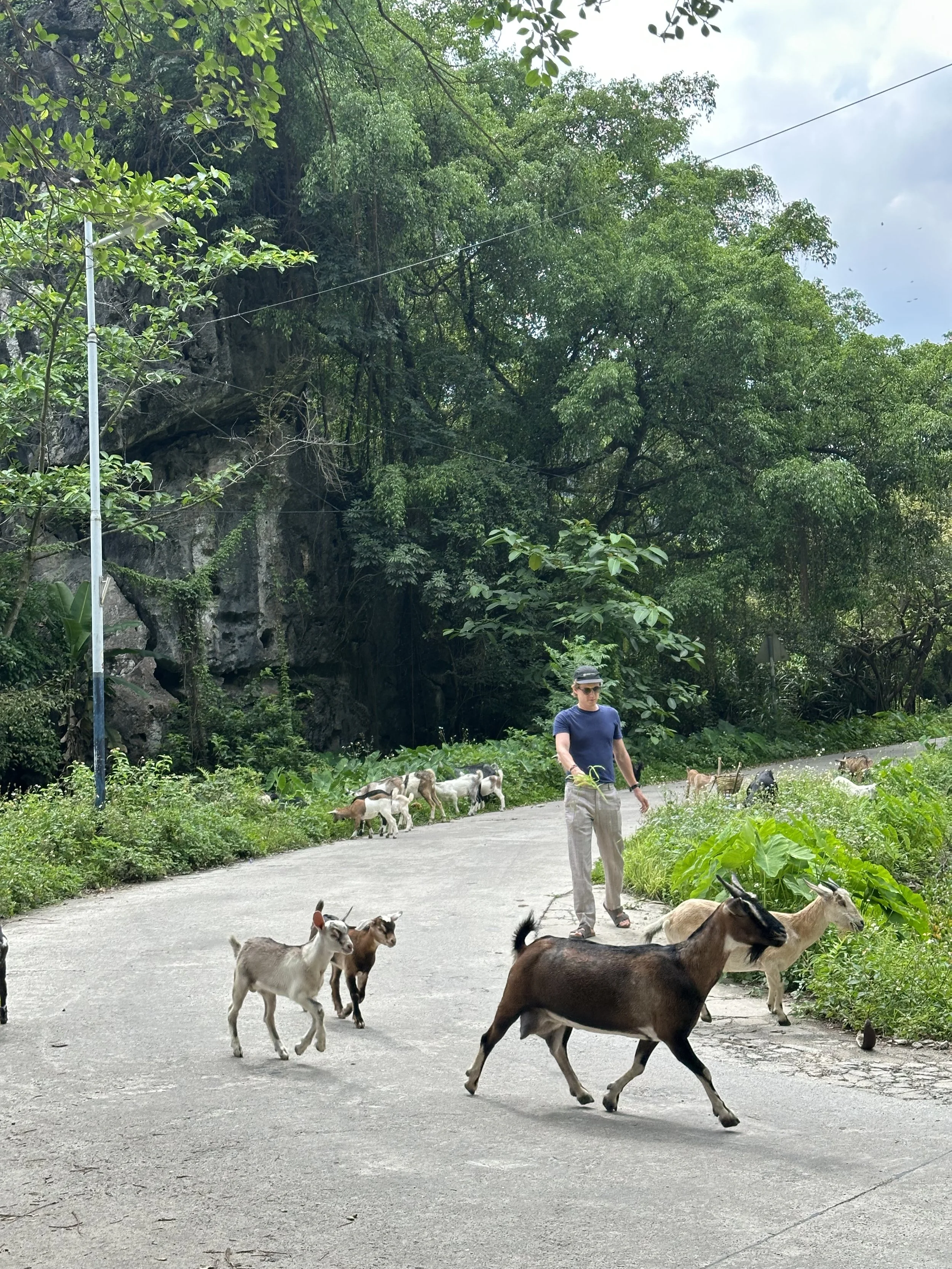 Trying to make goat friends... Only to be ignored.