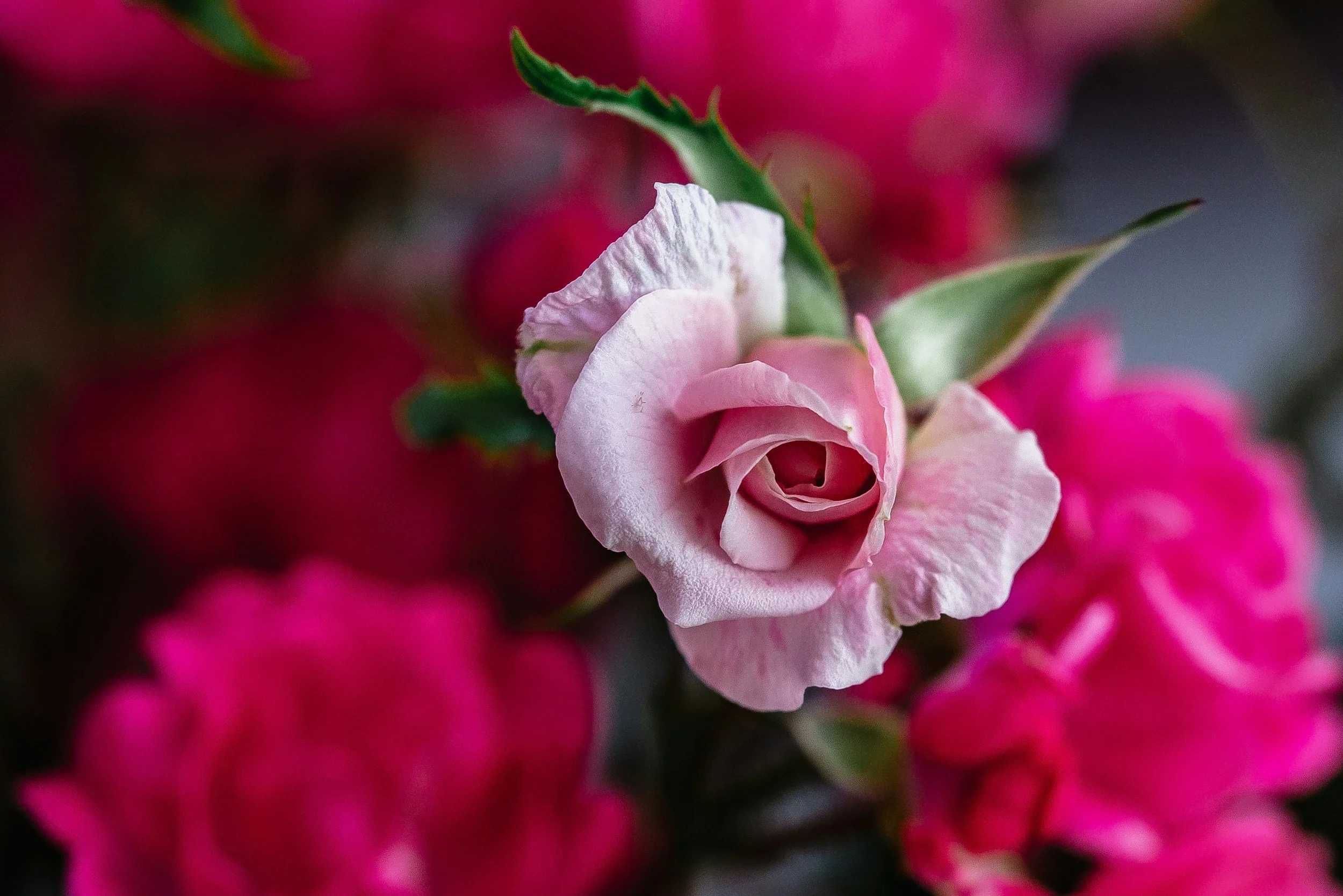 Cleansing Aura with Flowers/Herbs