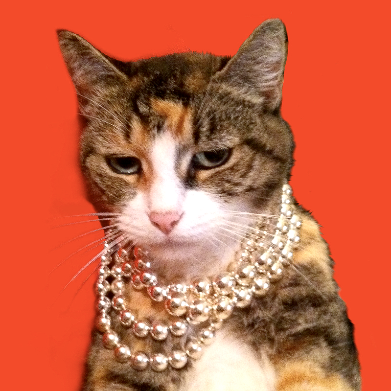 A tabby cat wearing multiple strands of pearl necklaces against an orange background.