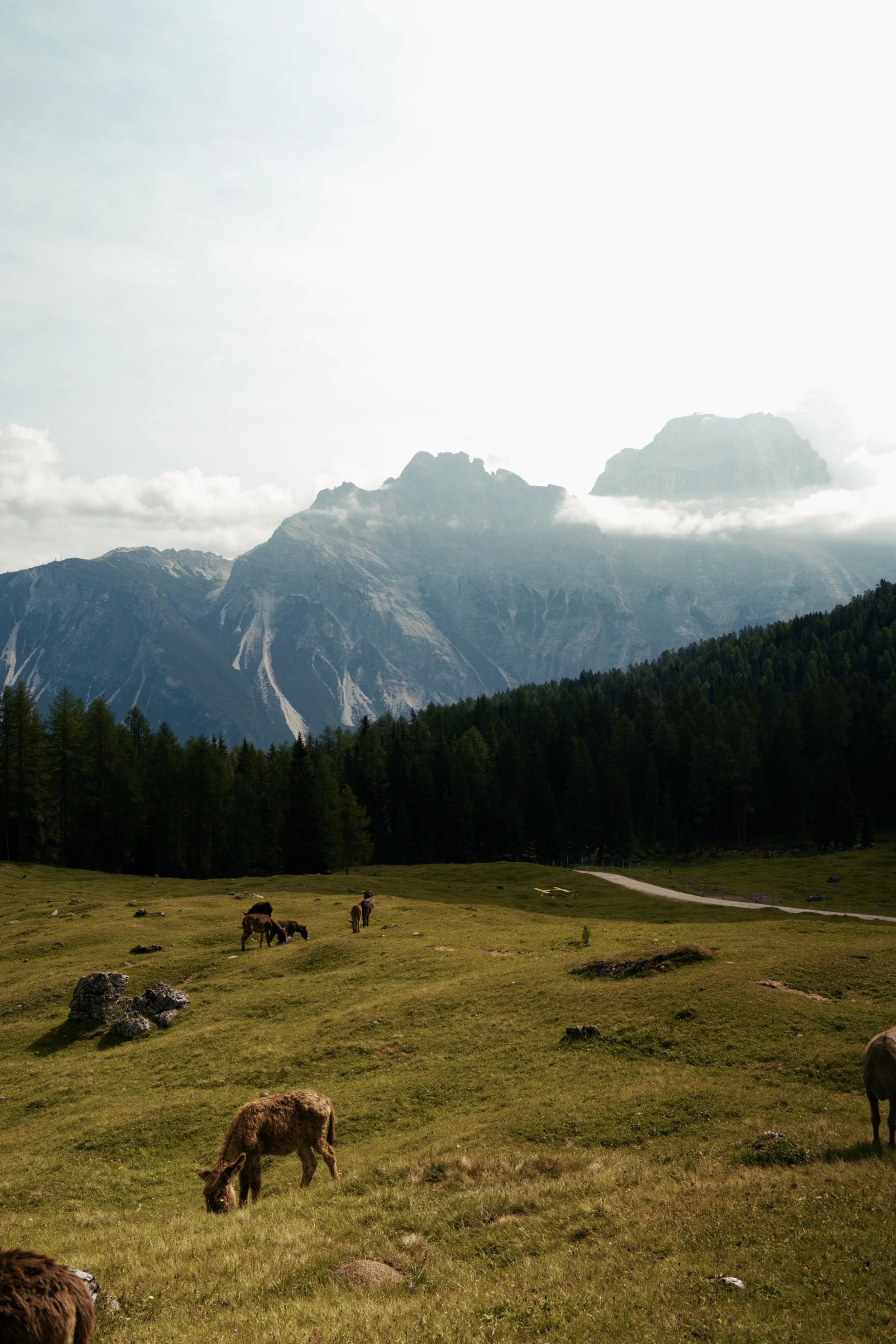 2026-07-20-Italy - Alta Via 1-DSCF0147.RAF.jpg