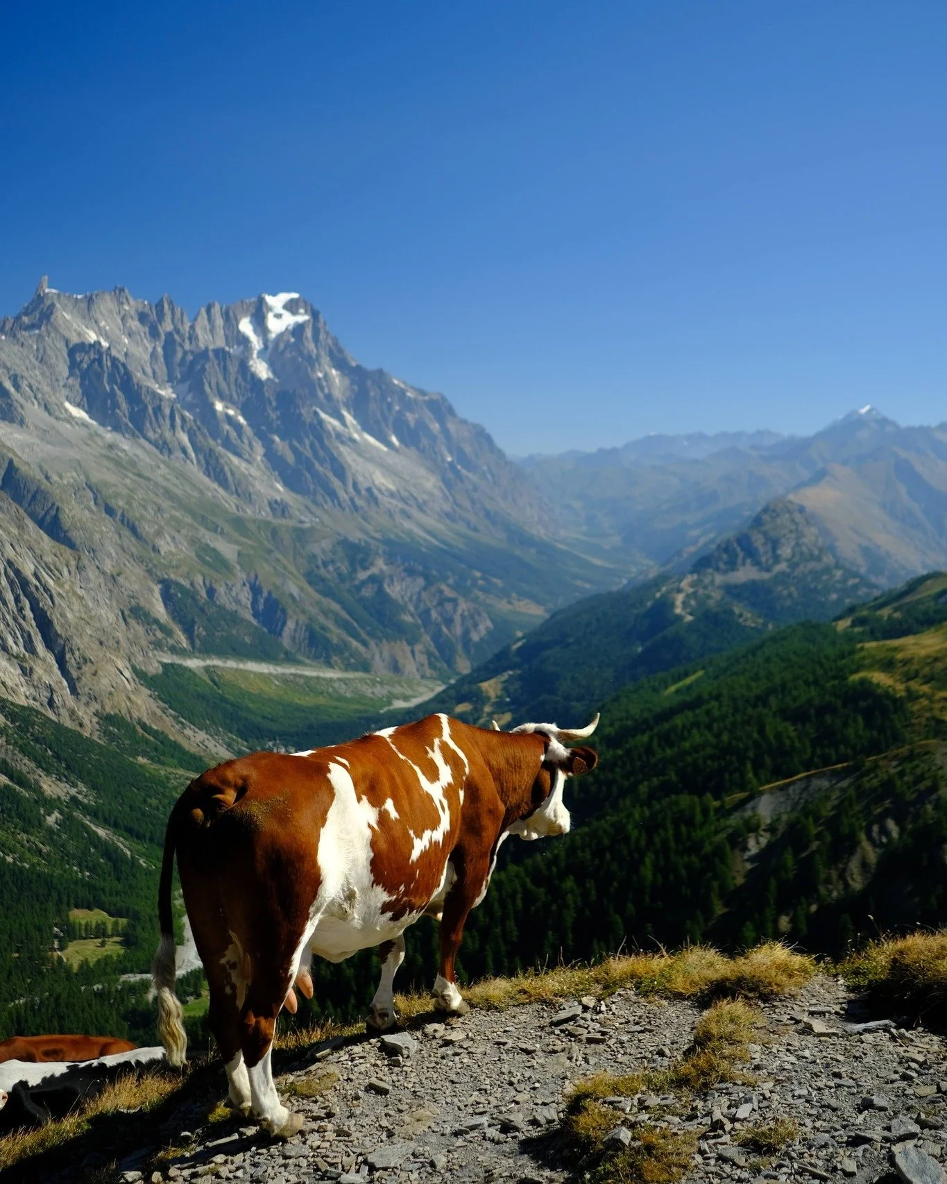 "IWhat did the snow say to the Rocky Mountains?&hellip; I&rsquo;ve got you covered."

Taken with a Fujifilm X-T4 with a 23mm f/2 lens.

Day 4 of the TMB - Rifugio Elisabetta to Camping
Grandes Jorasse.

It's a cow, contemplating life on top