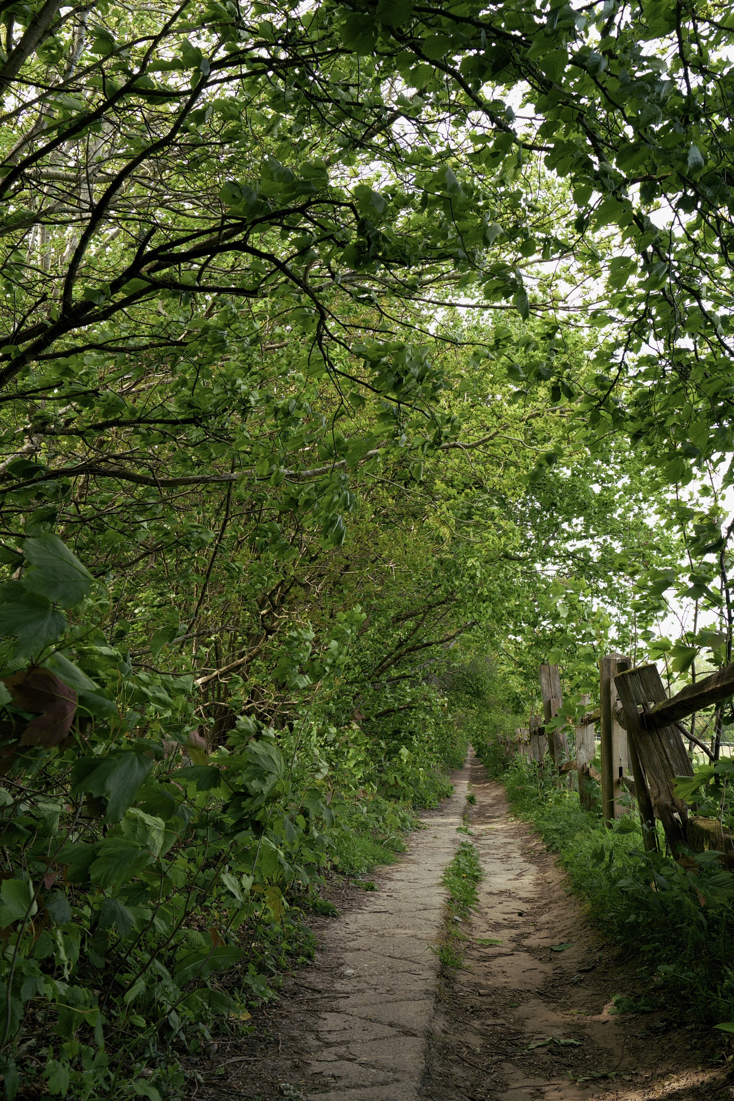 2026-04-28-UK - Ashurst Circular via Winnie-the-Pooh House-DSCF8315.RAF.jpg