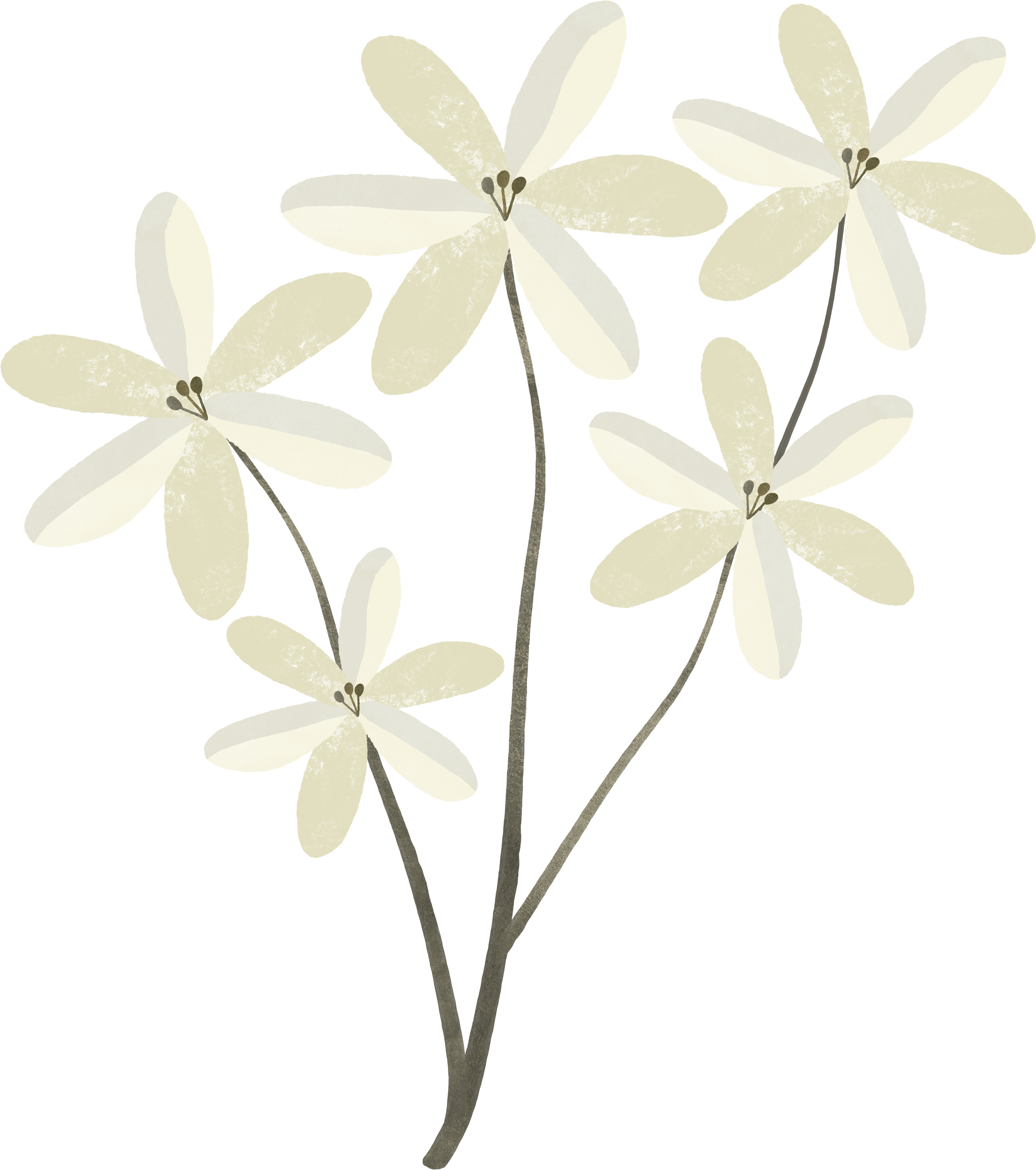 Illustration of a flowering cactus with large, light-colored flowers and small, dark buds at the tips of the petals.
