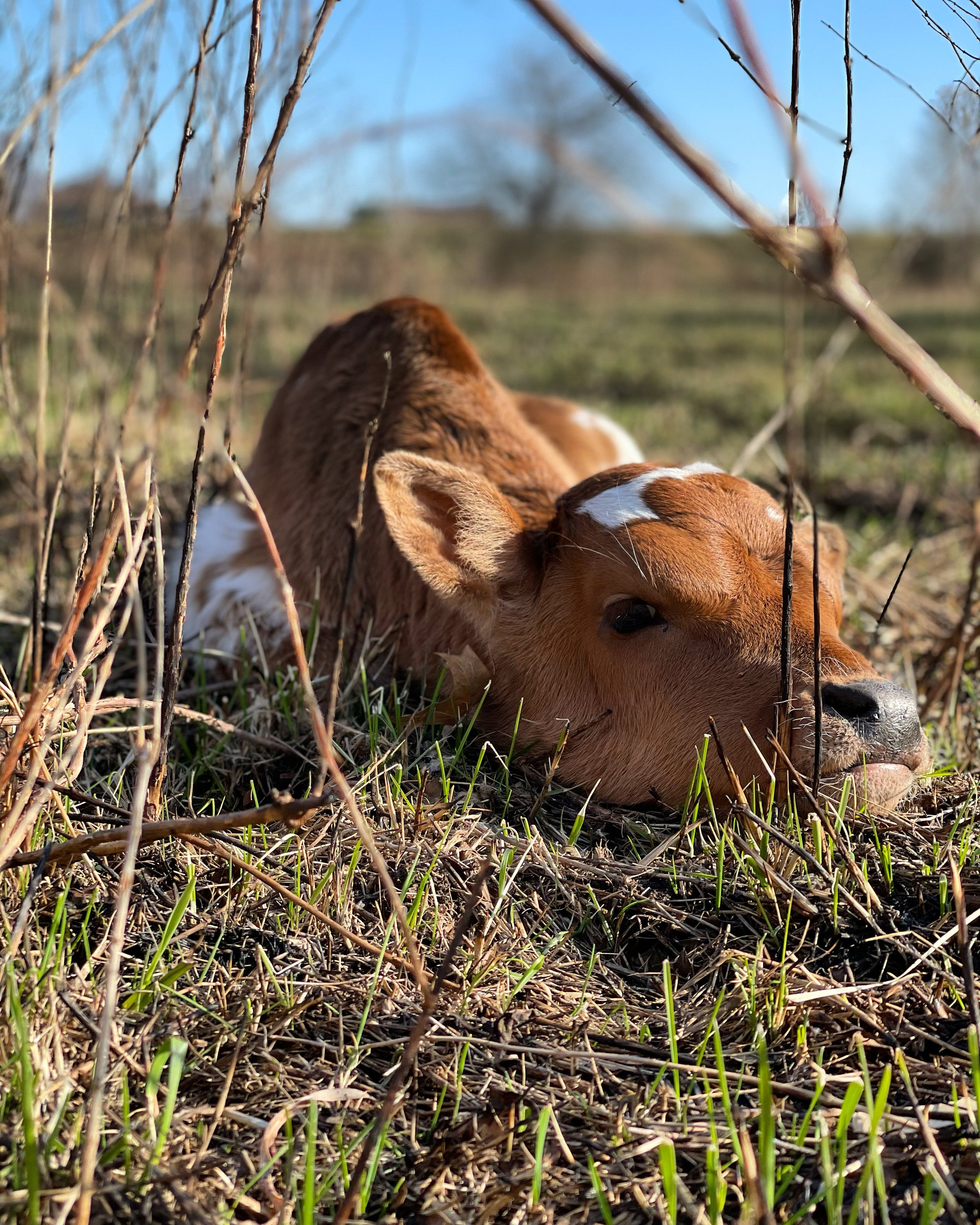 A baby calf lying on the ground in a grassy field with dry grass and leafless branches, under a clear blue sky.