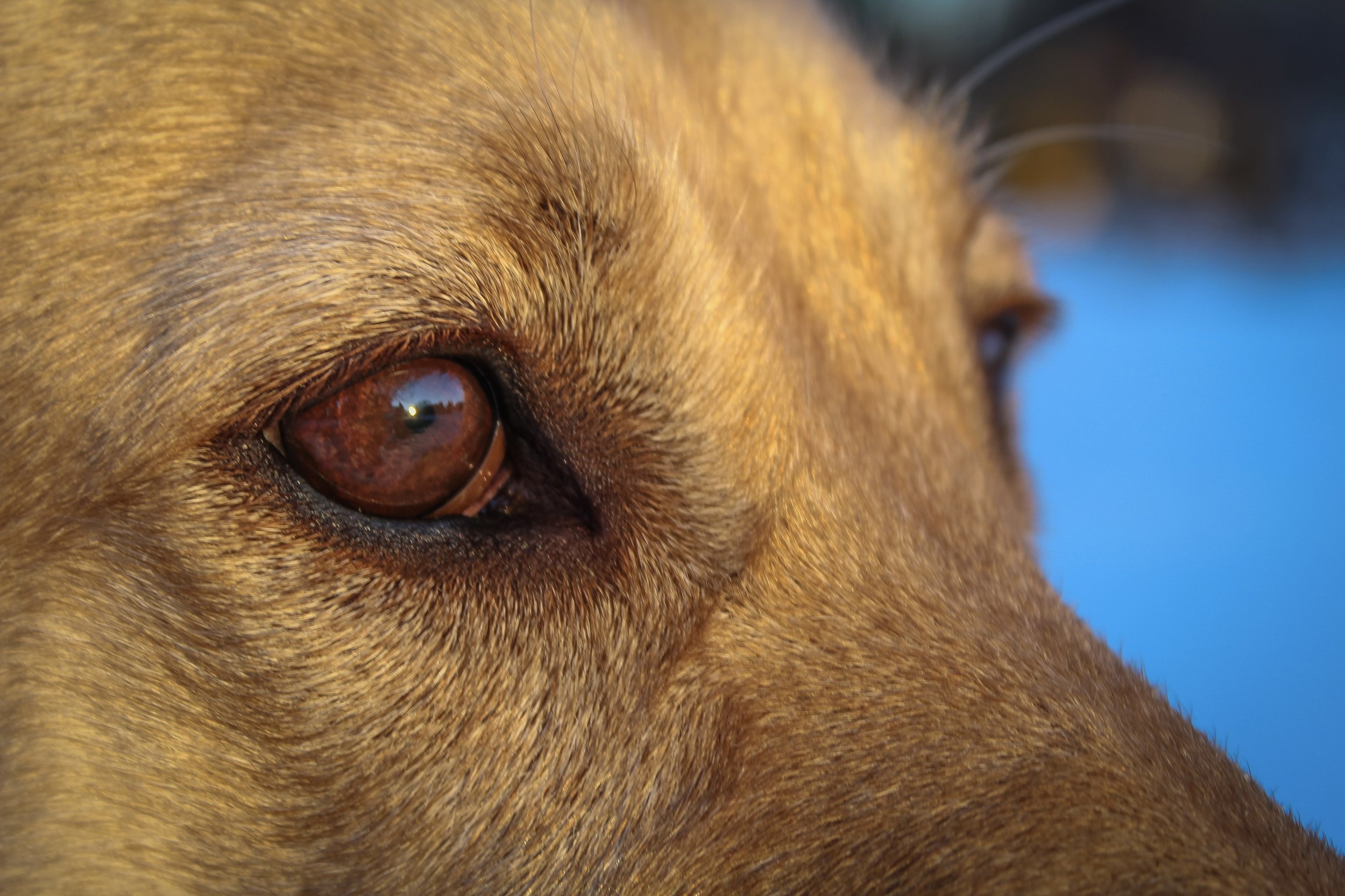 Close-up of a dog's face focusing on a brown eye with detailed fur surrounding it.