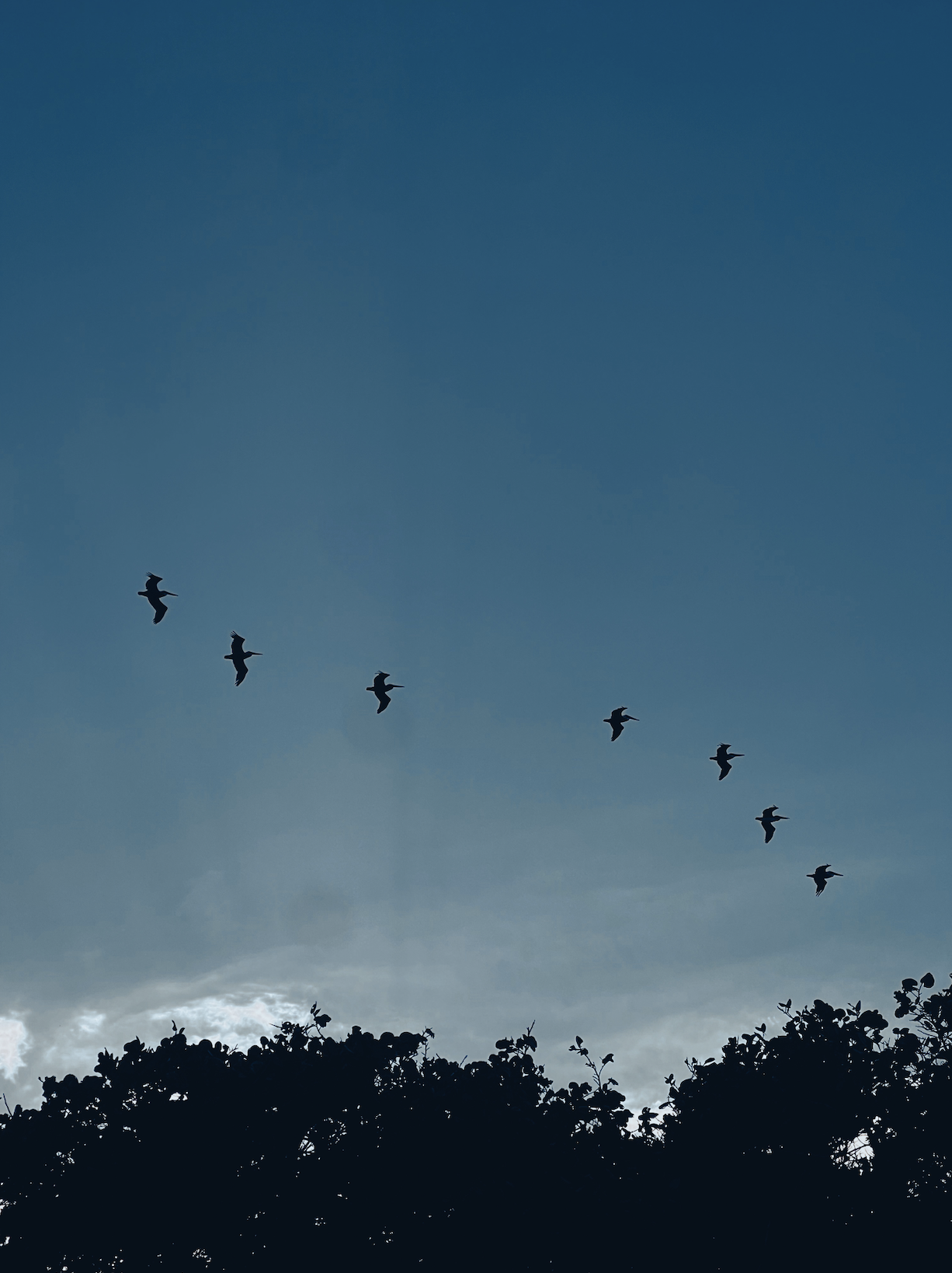 Silhouetted flock of birds flying in the sky above dark tree line during dusk or dawn.