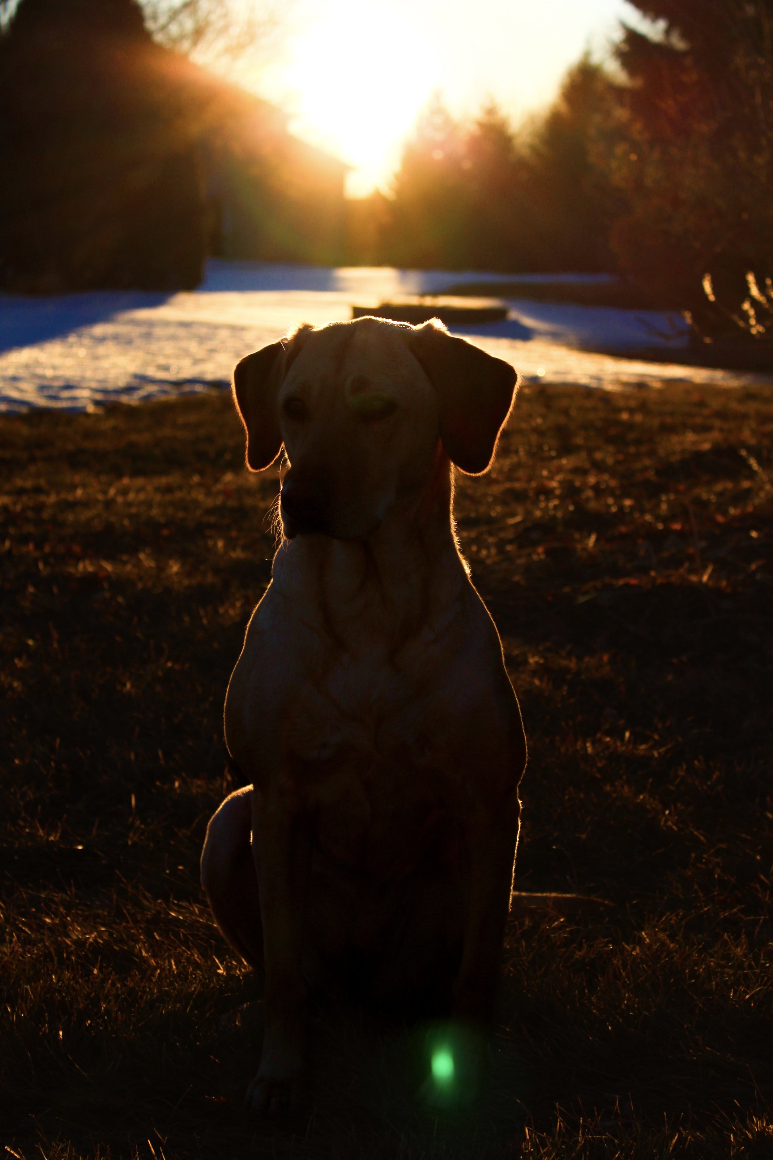 Professional image of a dog sitting outdoors during sunset with a river and trees in the background.