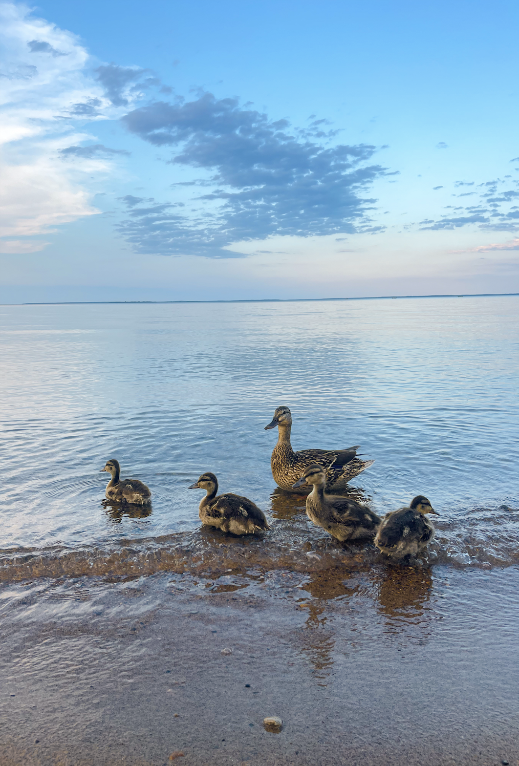 A mother duck and five ducklings swimming in a calm lake during sunset, with partly cloudy sky above.