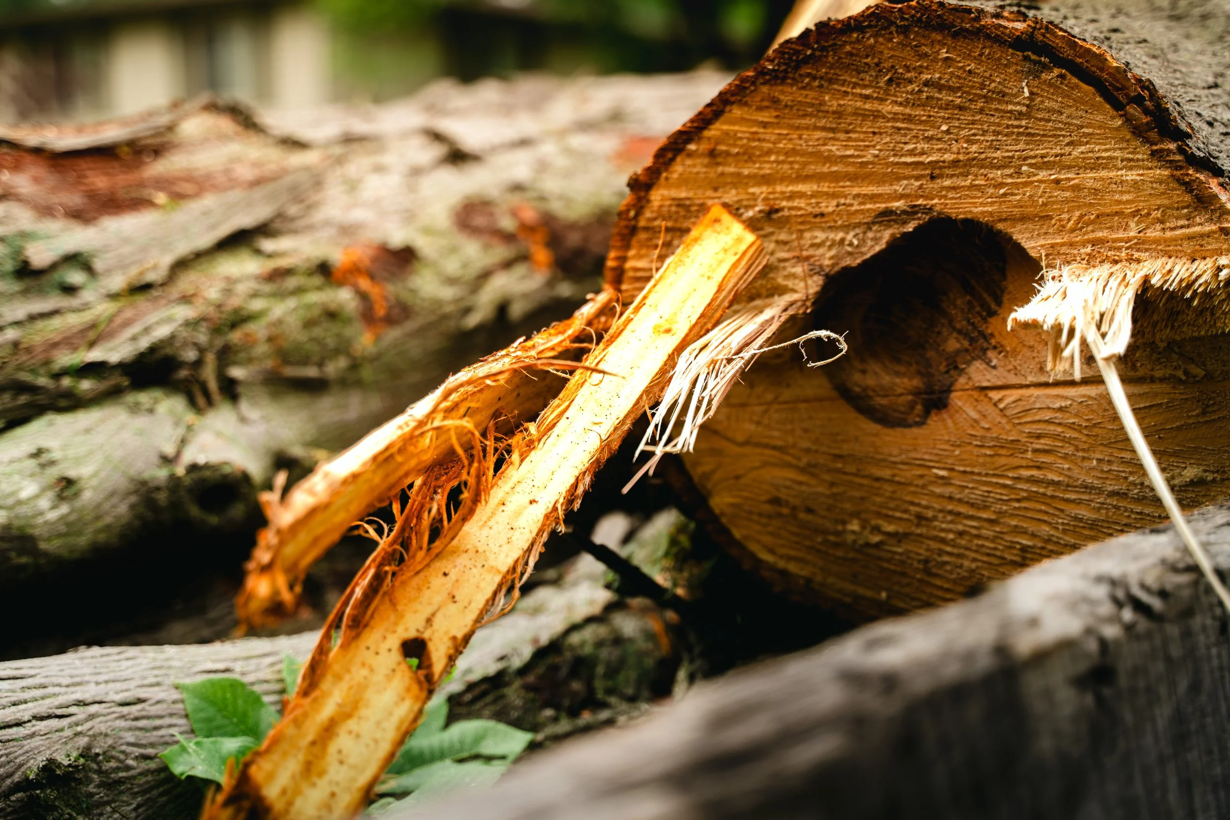 GTX May 29 Tree Service-87.jpg