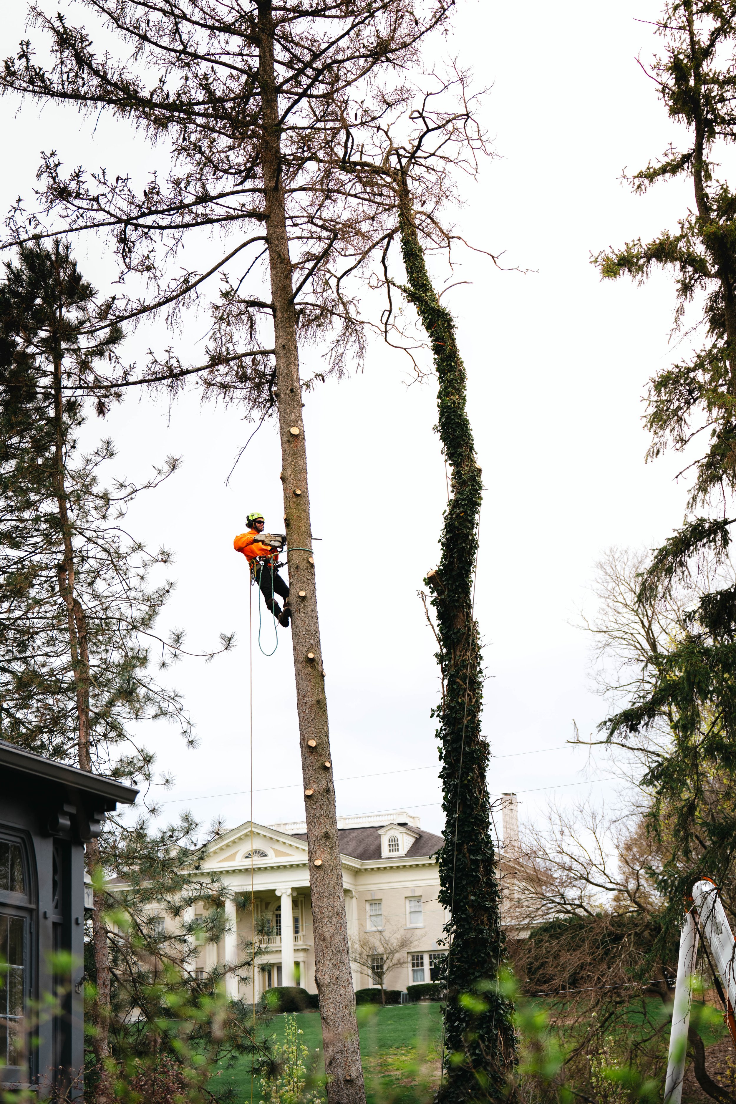Tree Service Oakwood-141.jpg