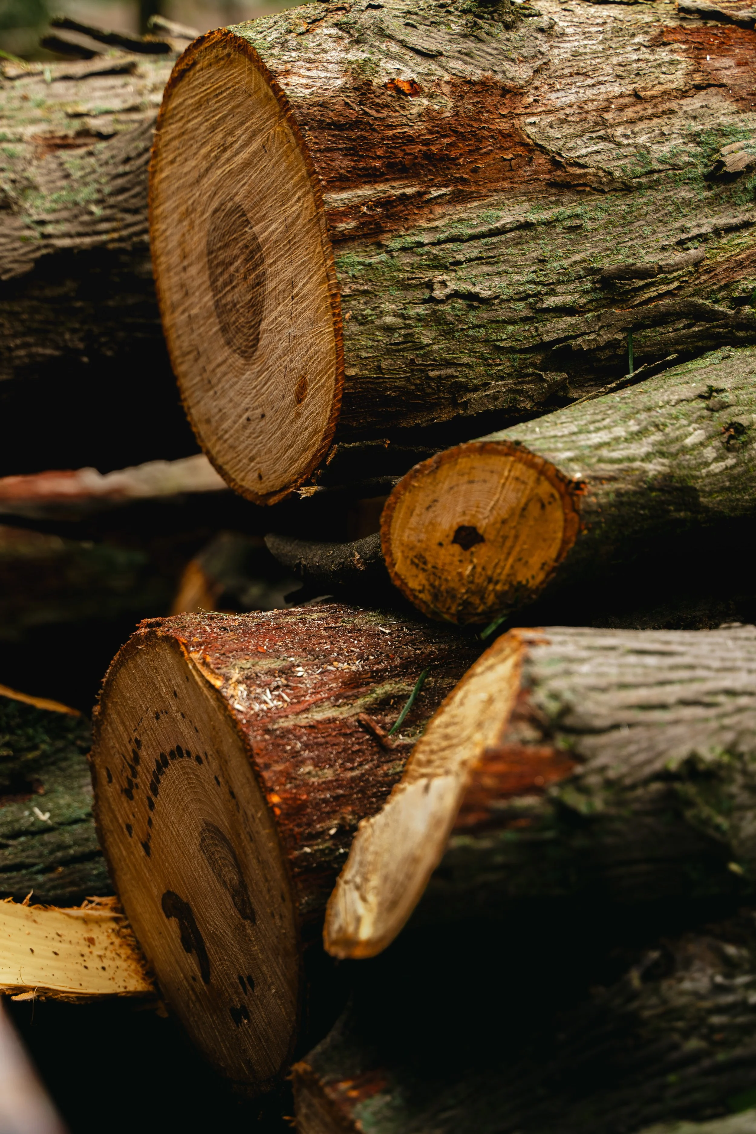 Firewood Ready to be sold