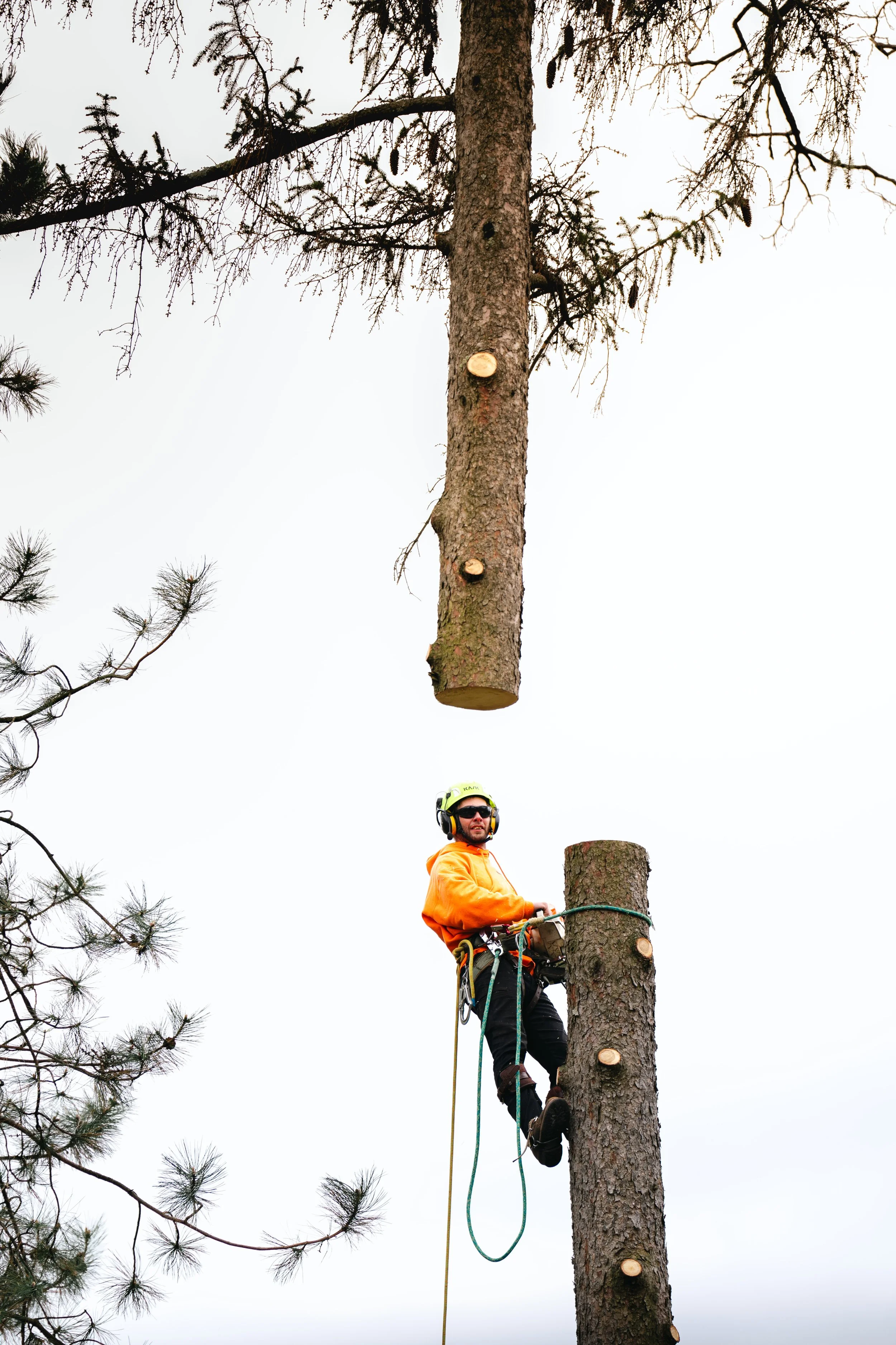 Tree Service Oakwood-142.jpg