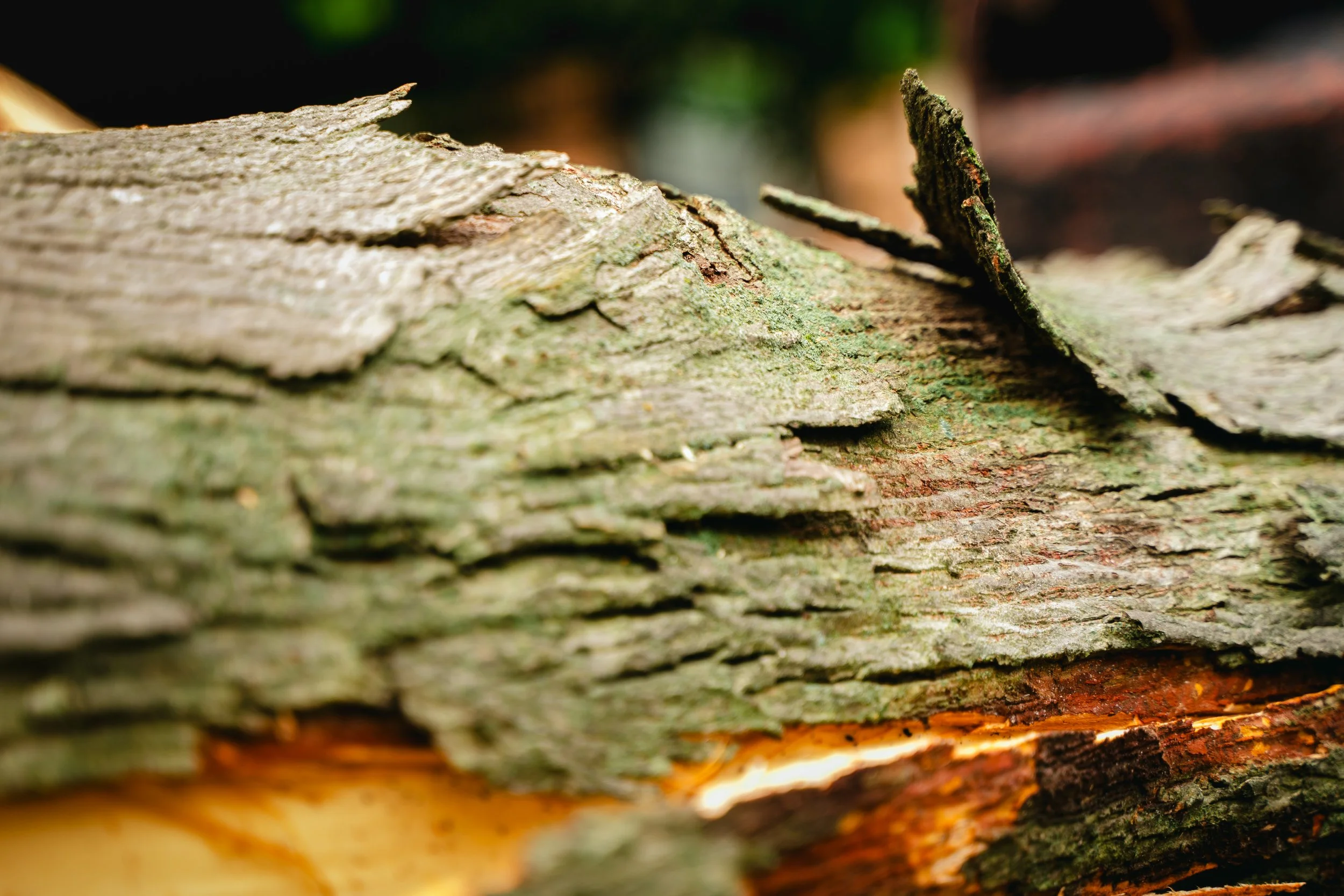 GTX May 29 Tree Service-92.jpg