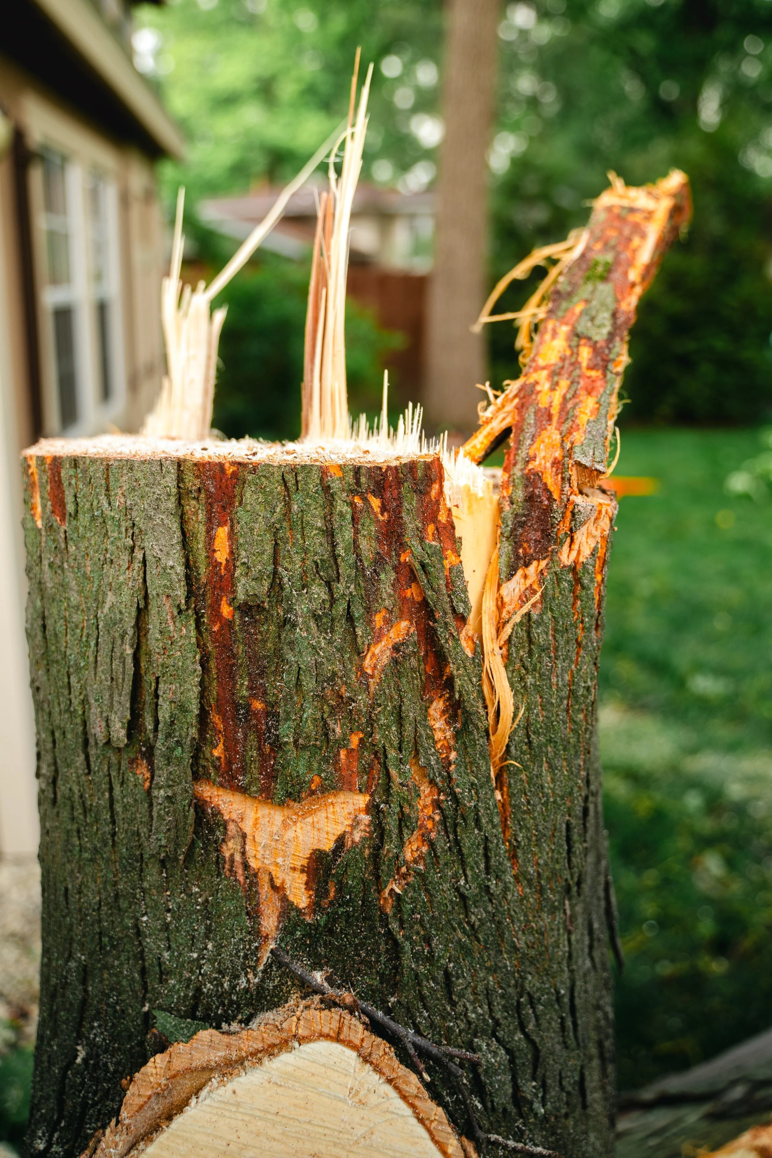 GTX May 29 Tree Service-77.jpg