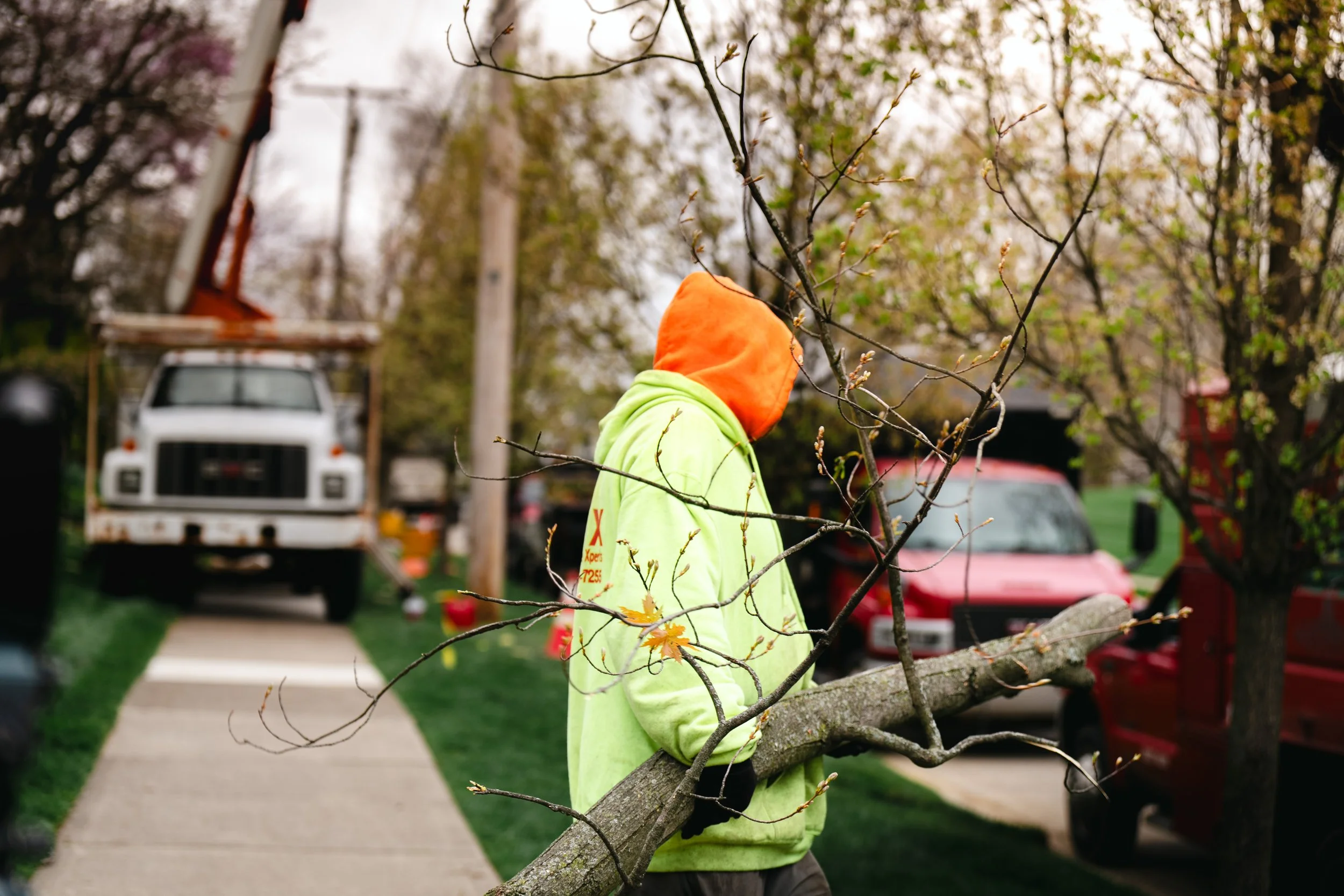 Tree Service Oakwood-94.jpg