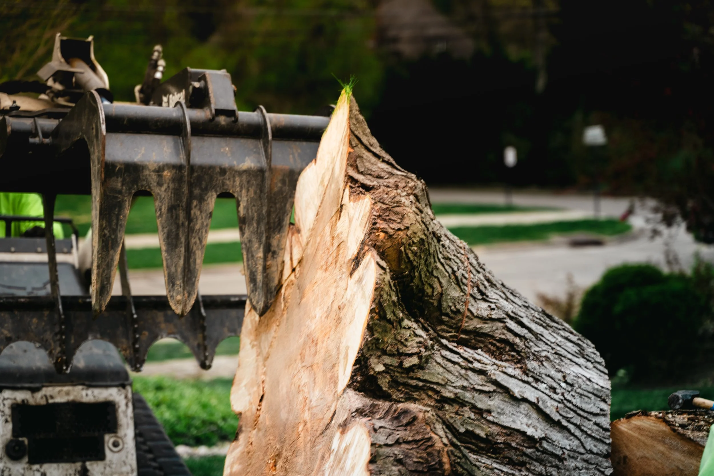 Tree Service Oakwood-121.jpg