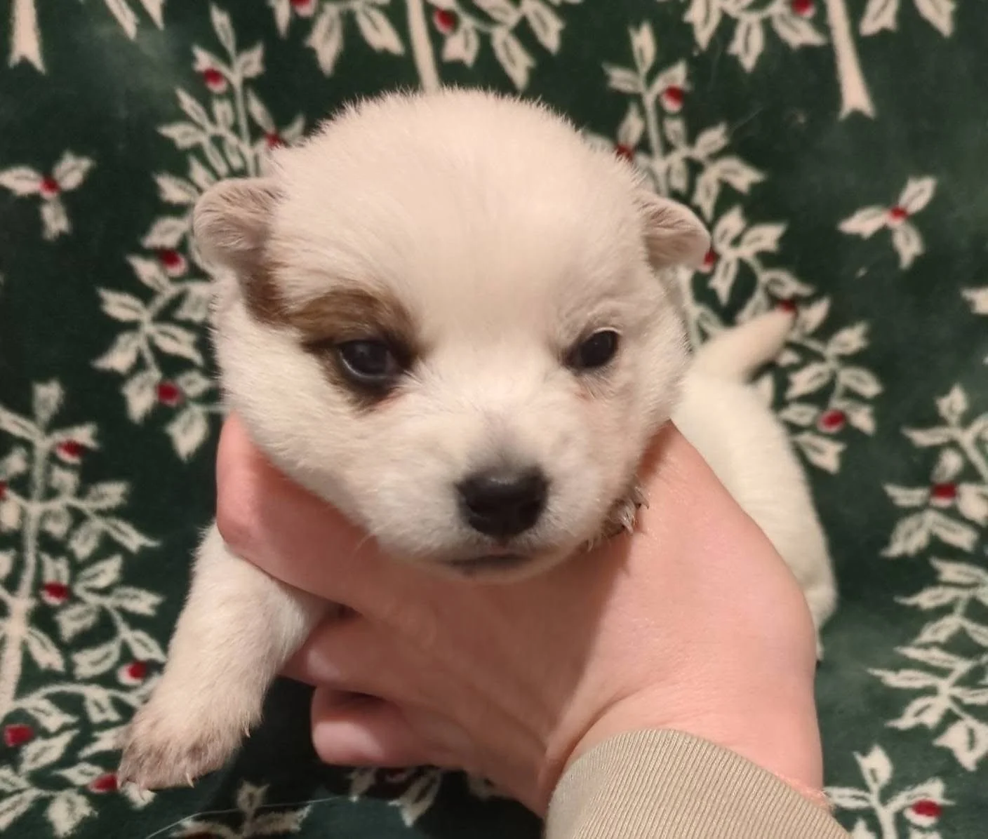 Lambchop - female (2 weeks)