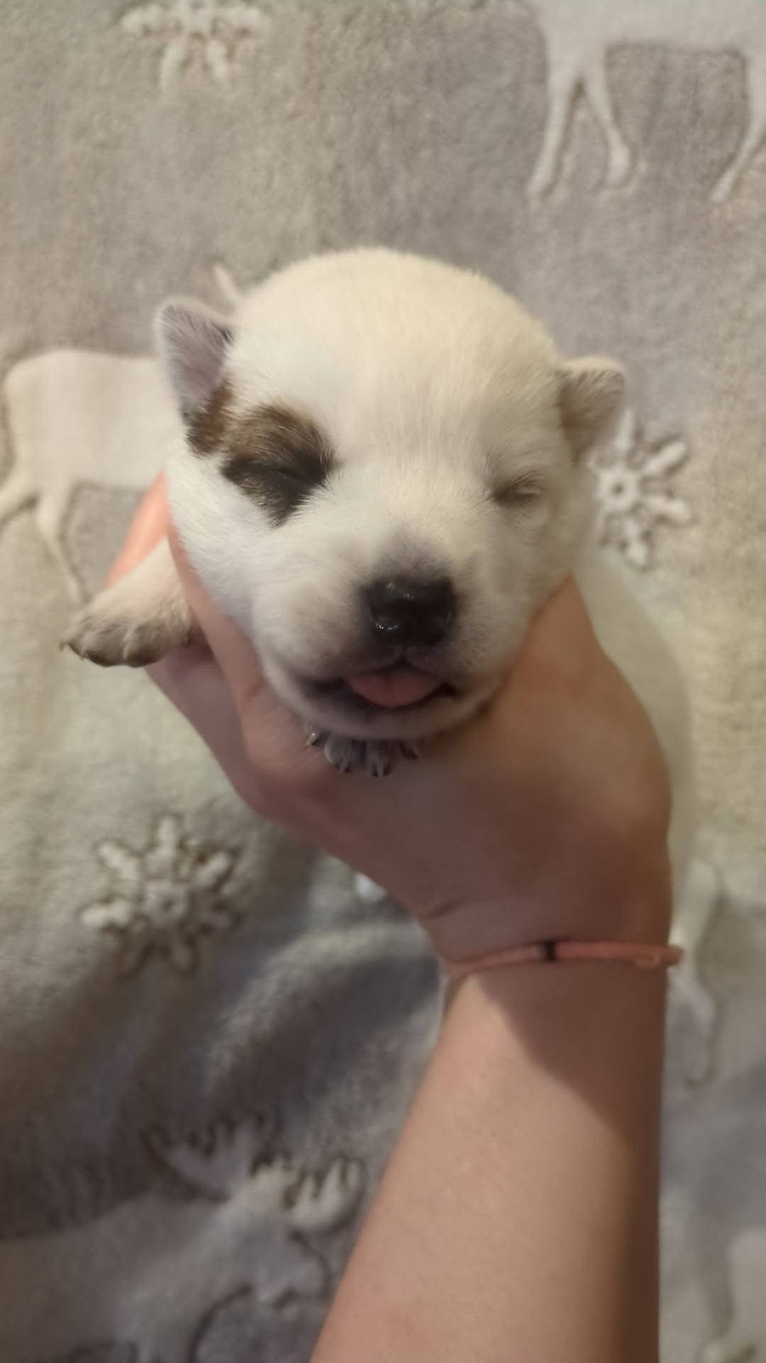 Lambchop - female (1 week)