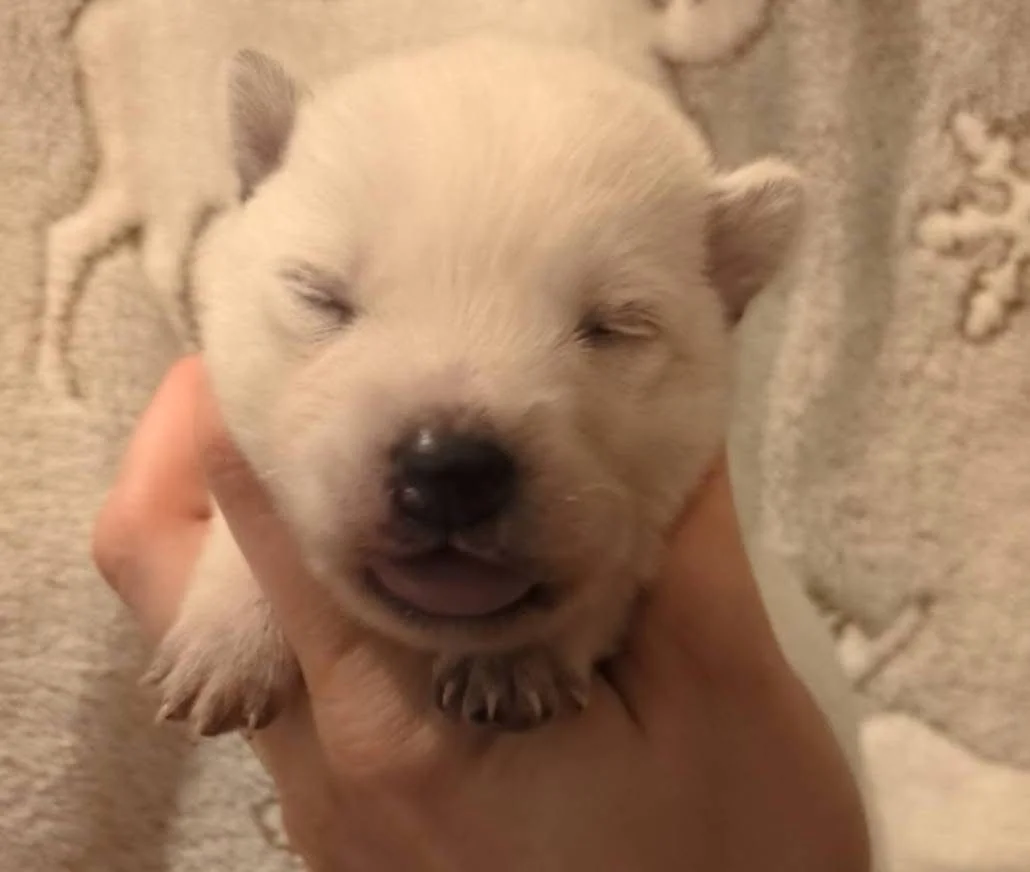 Link - female (1 week)
