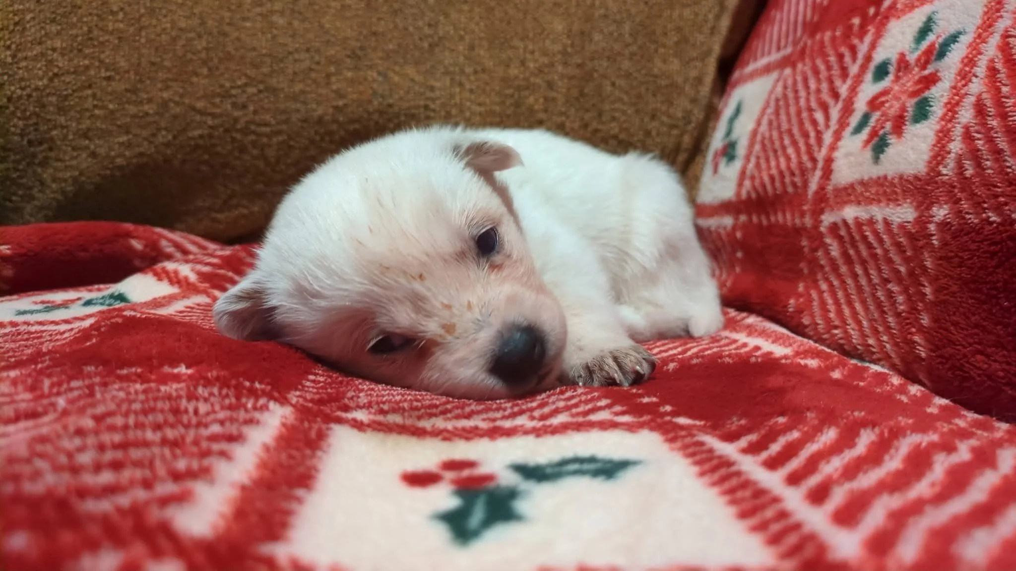 Link - female (3 weeks)