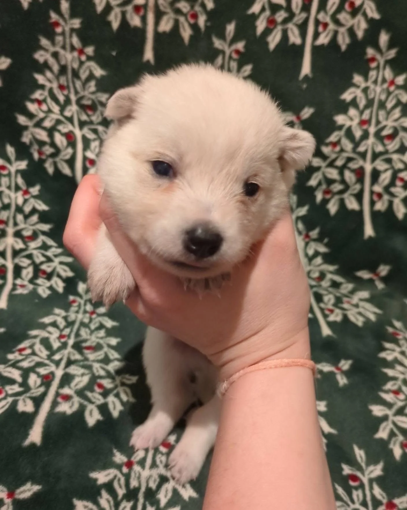 Link - female (2weeks)