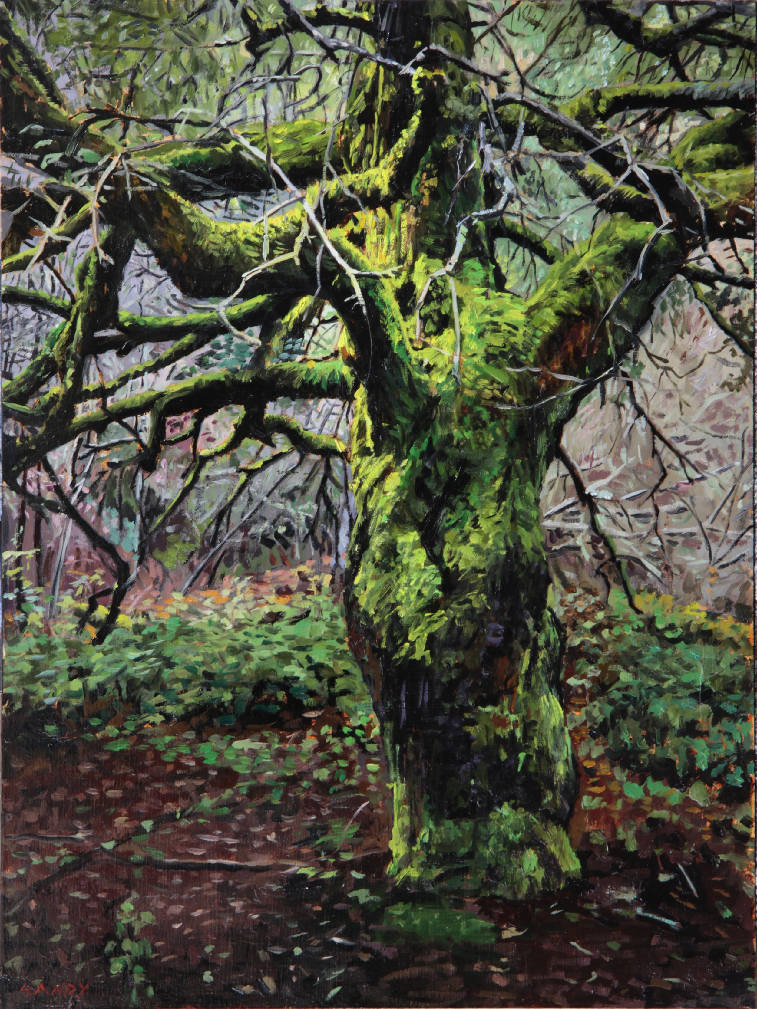  Mossy Tree, 10” x8”, oil on panel  Sold 