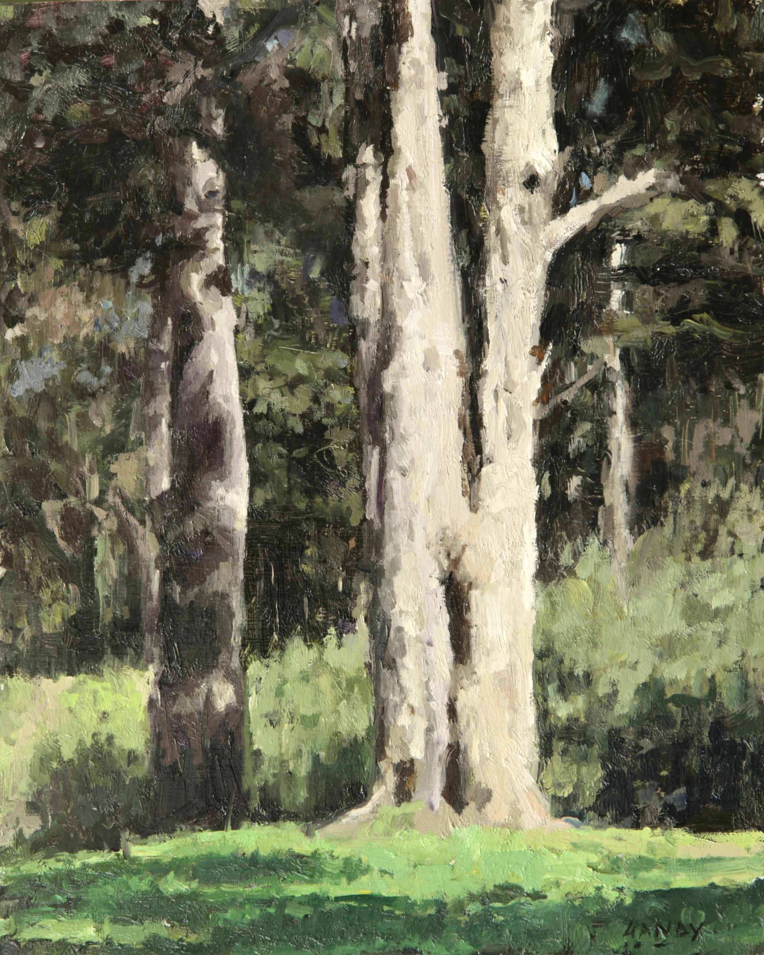 Study of Trees Golden Gate Park