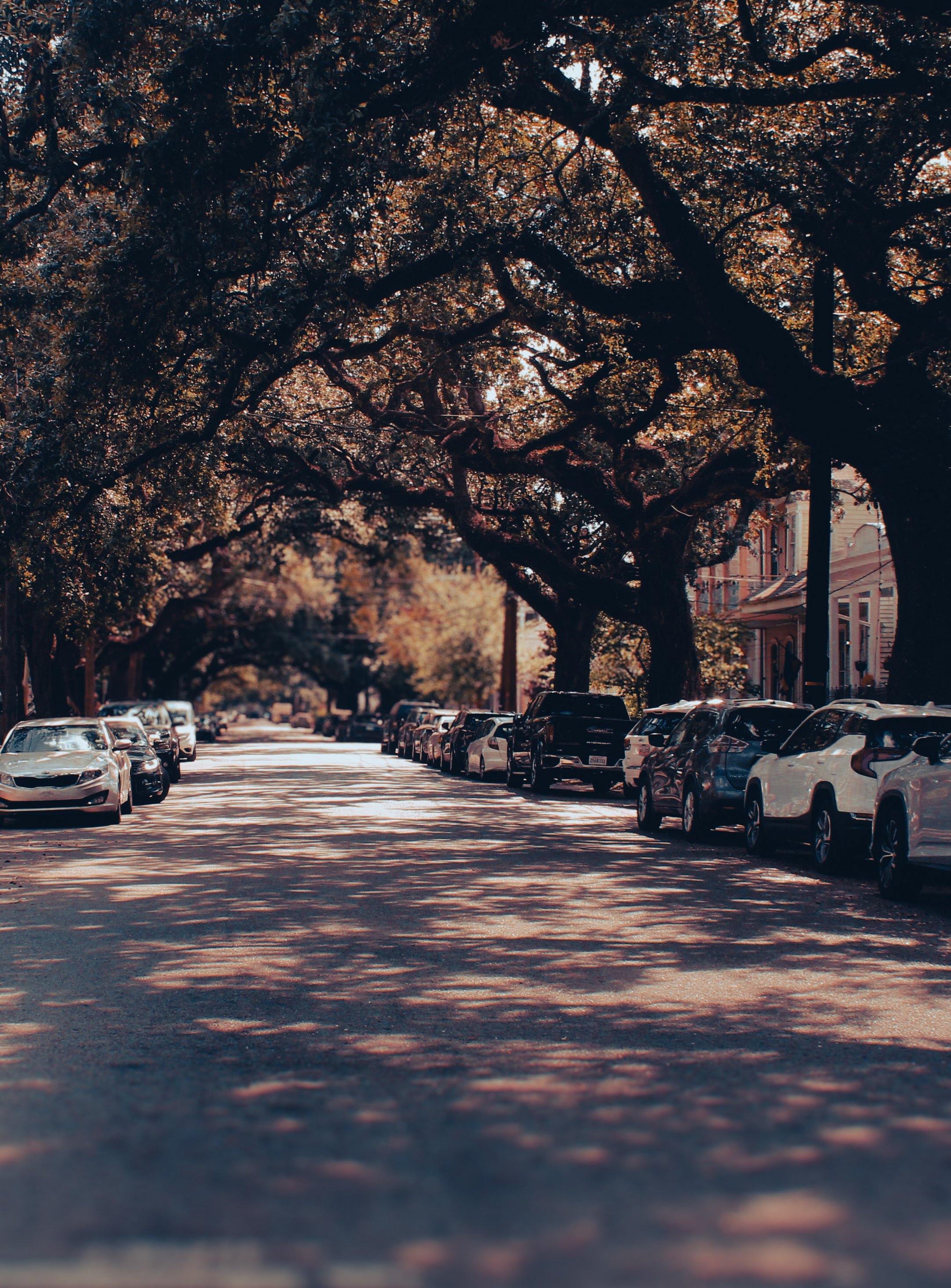 A city street lined with parked cars on both sides and large trees with sprawling branches overhead, casting shadows on the street.