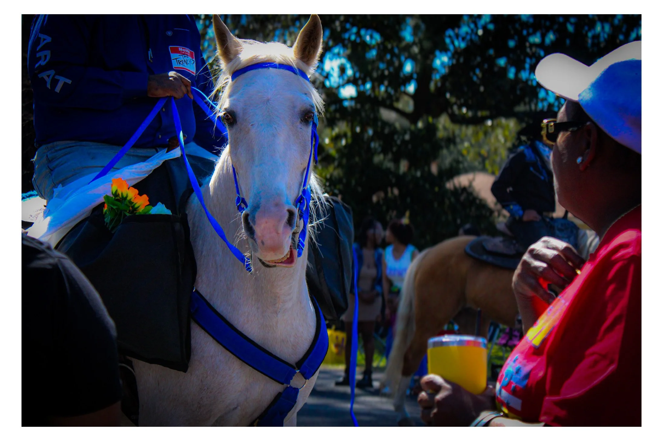 White horse with blue reins and halter, wearing a blue headband, surrounded by people, likely at a community or charity event outdoors.