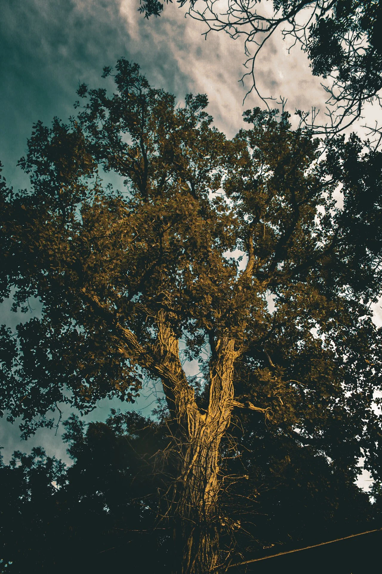 IMG_3680.jpg