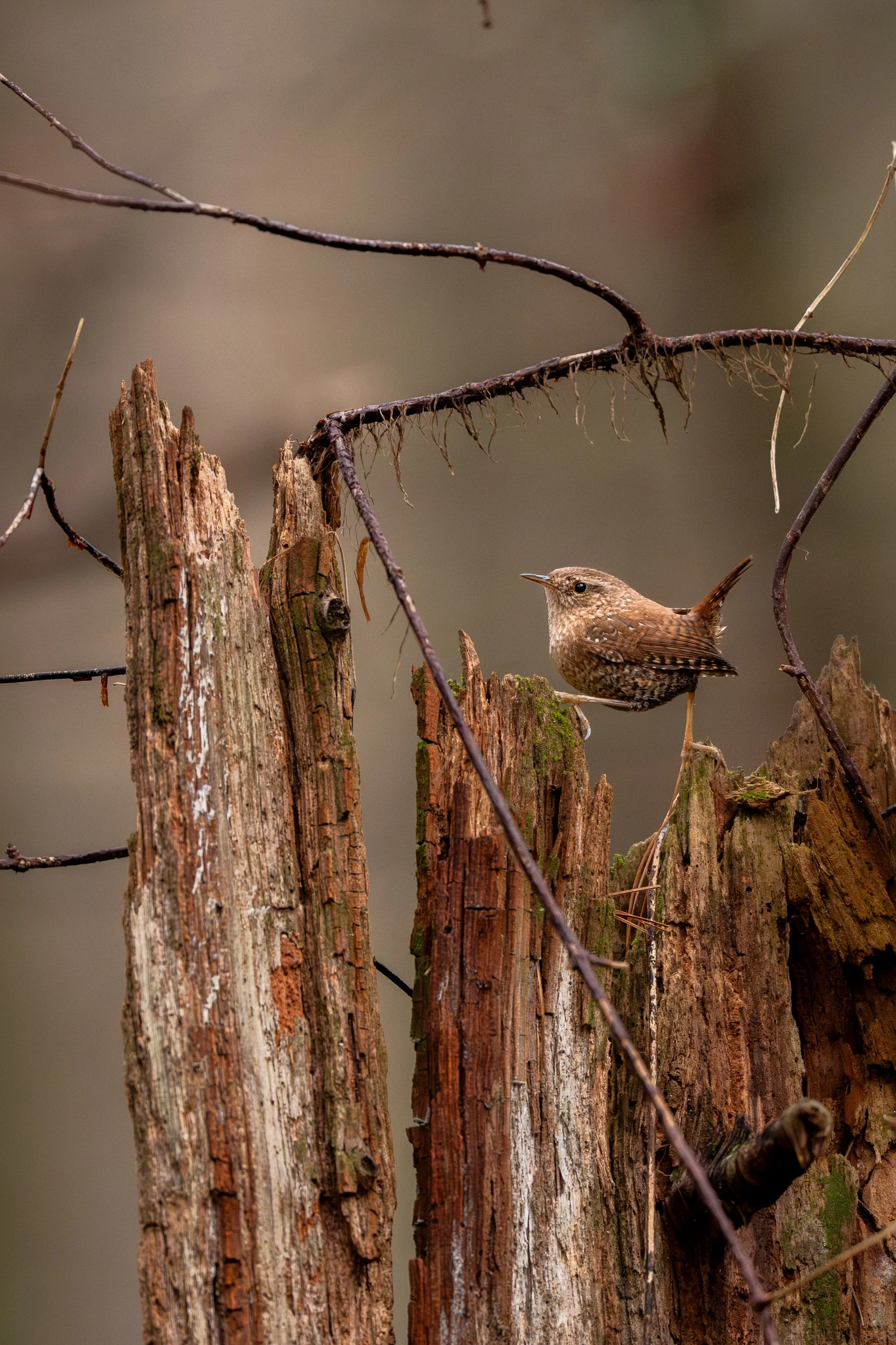 Winter-Wren