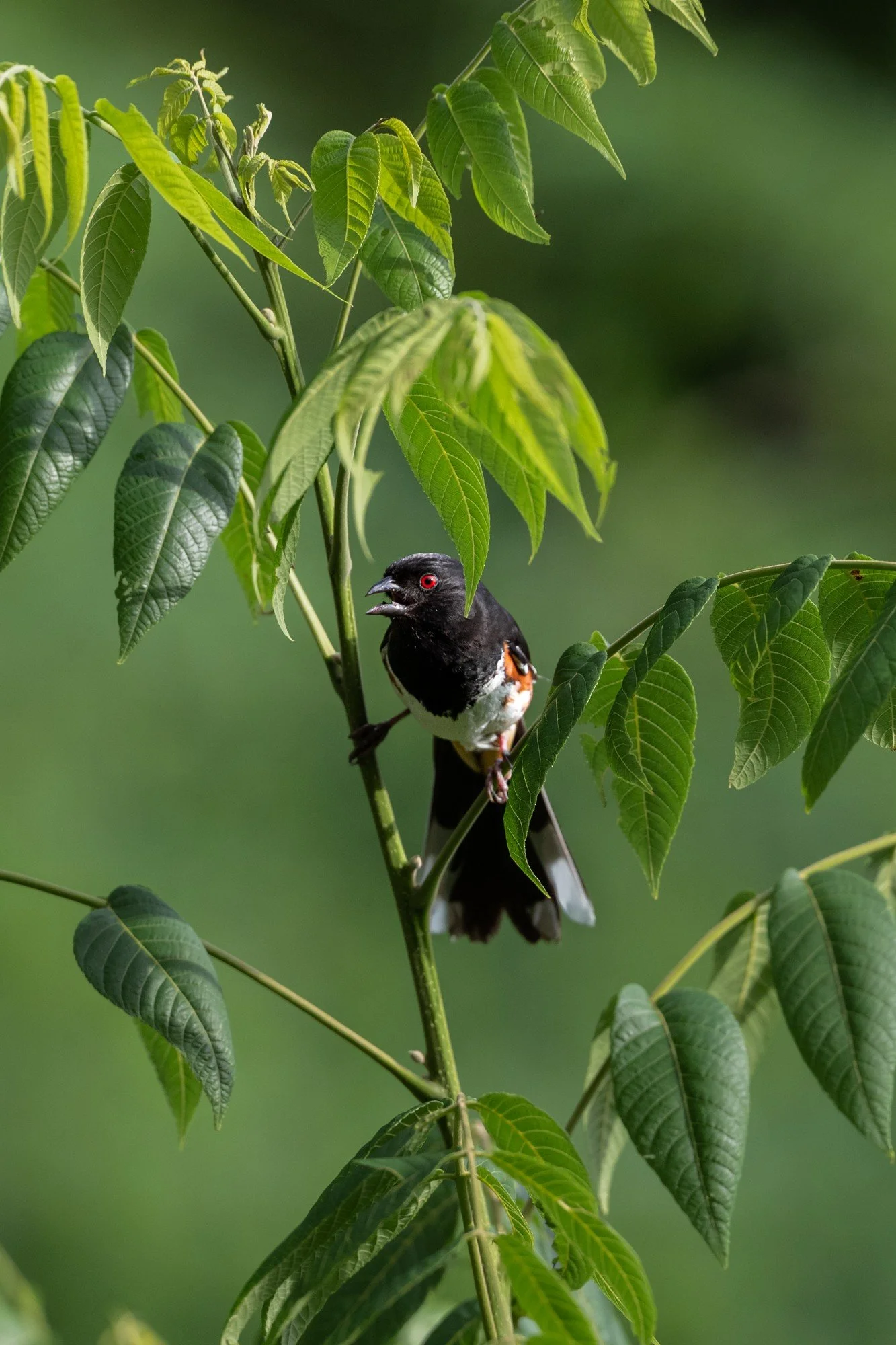 Eastern Towhee