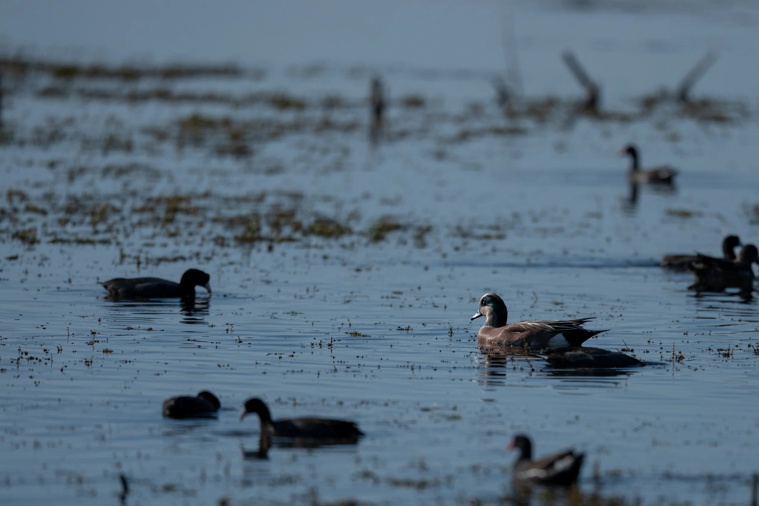 American Wigeon 