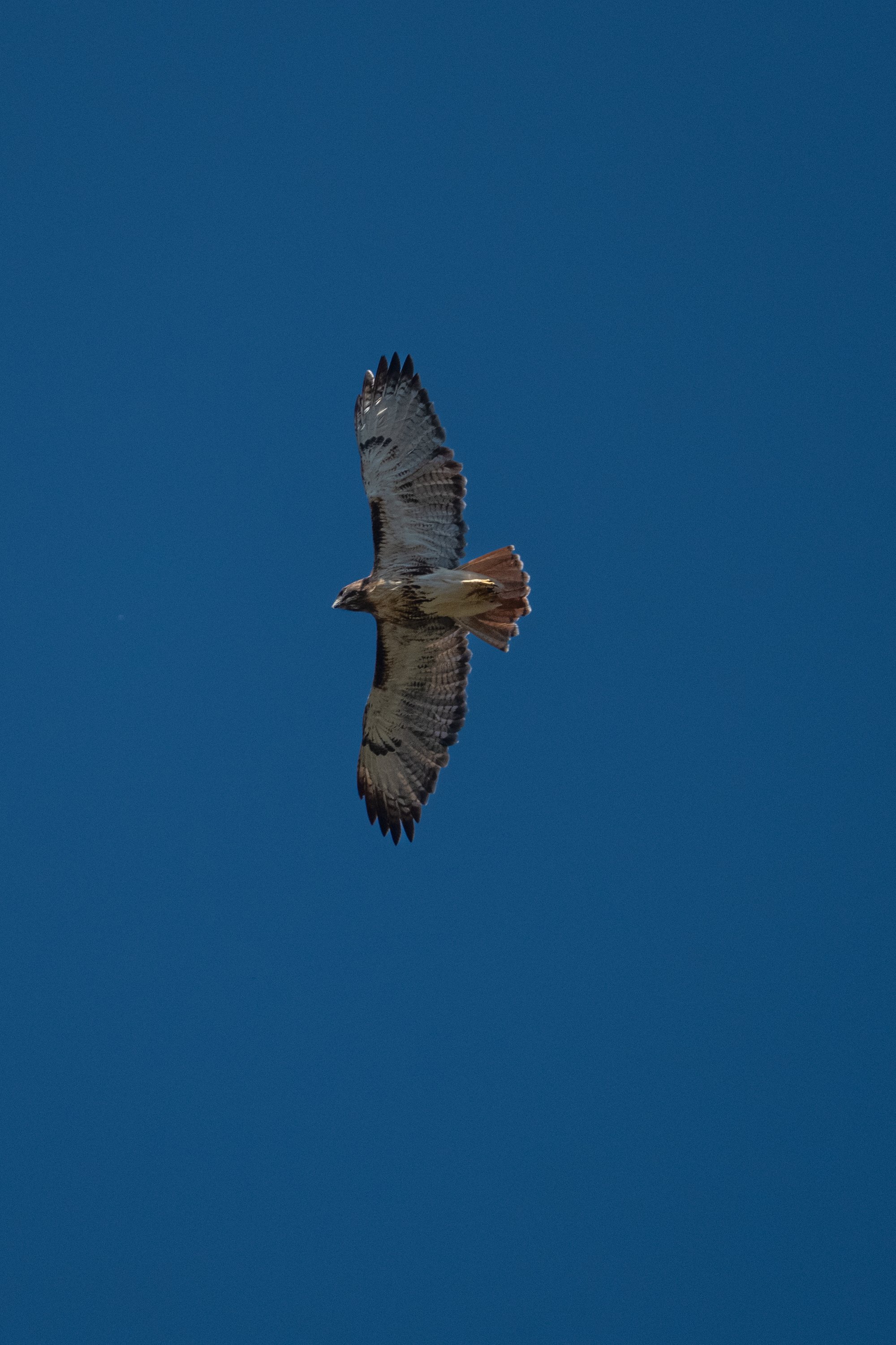 Red-tailed Hawk