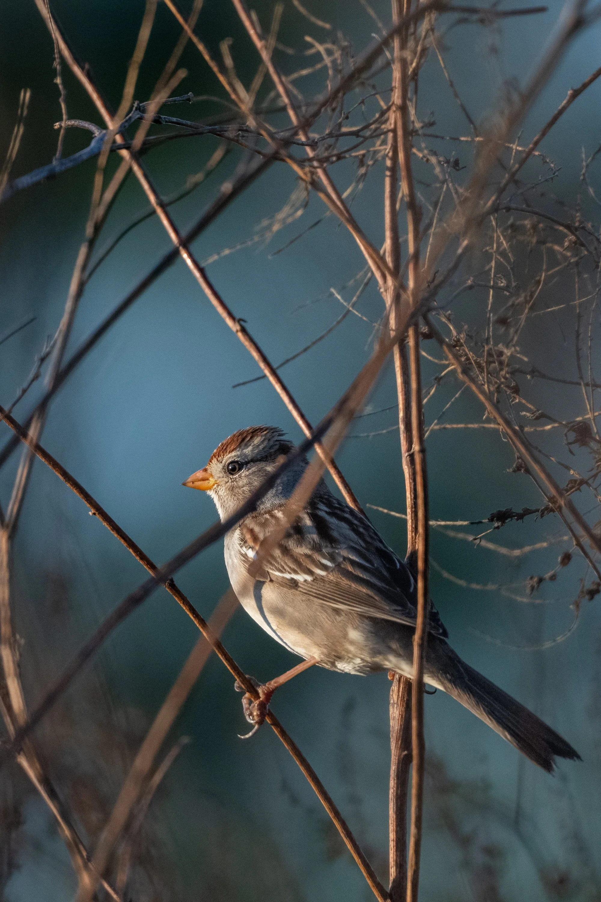 White-crowned Sparrow 