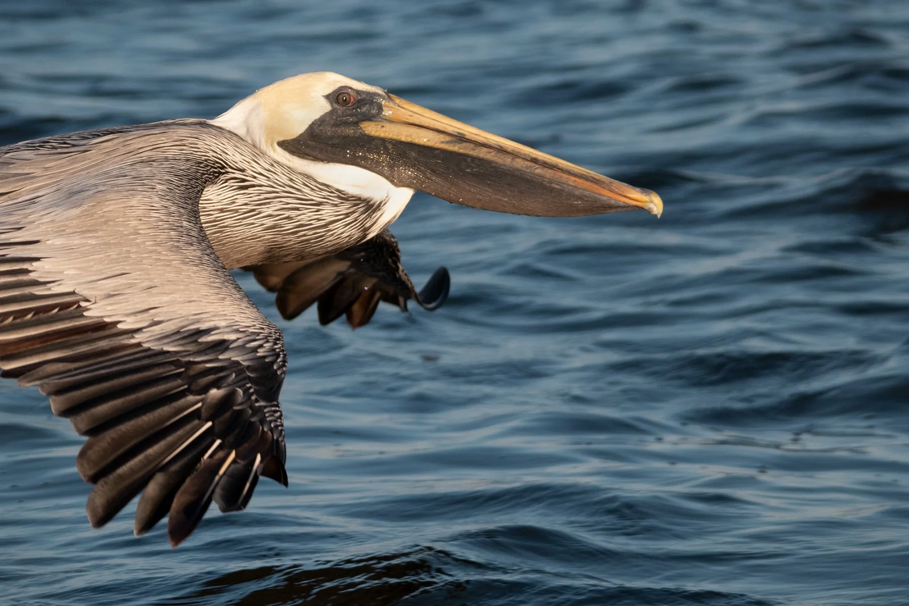 Brown Pelican