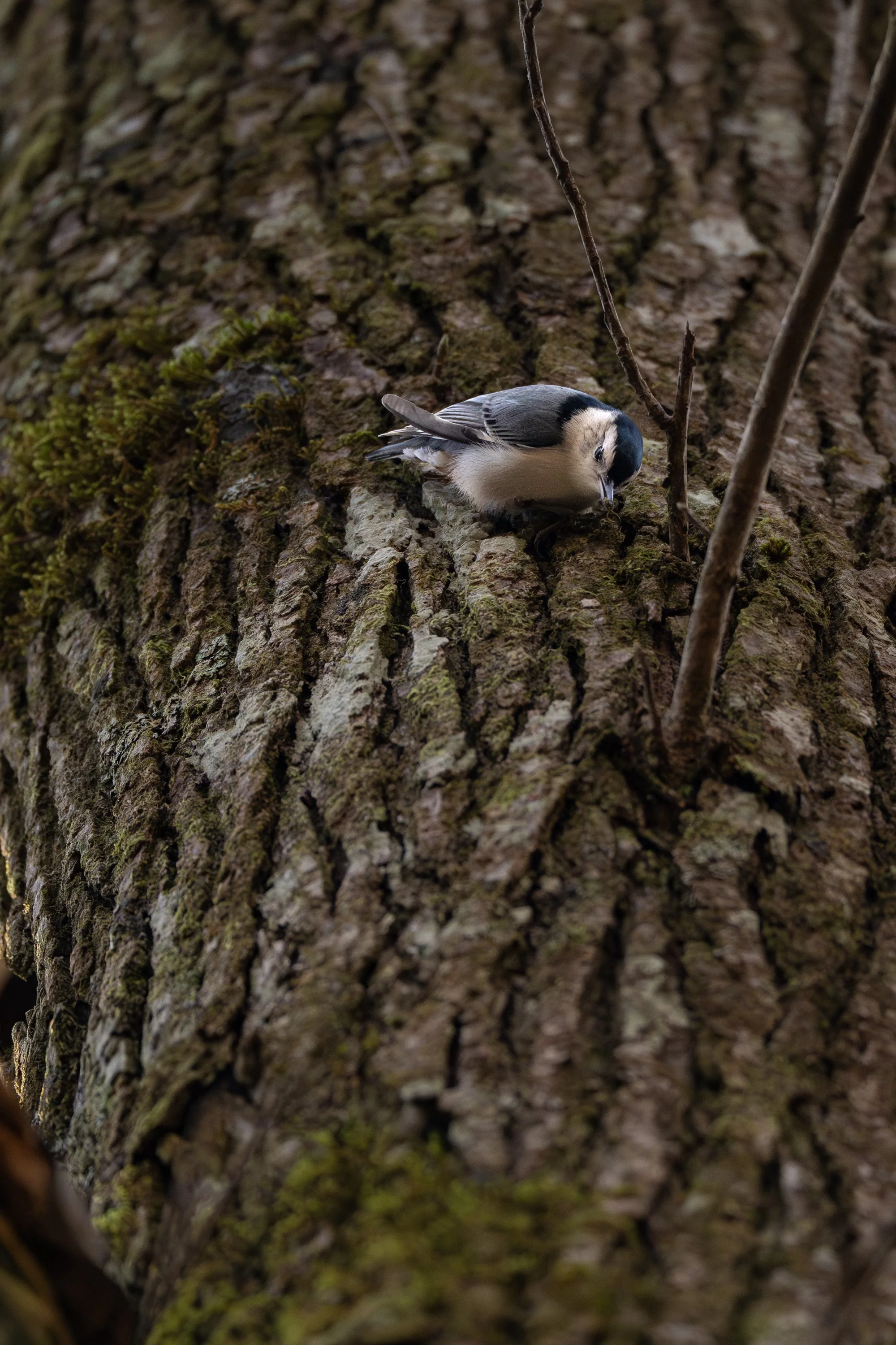 White-breasted Nuthatch