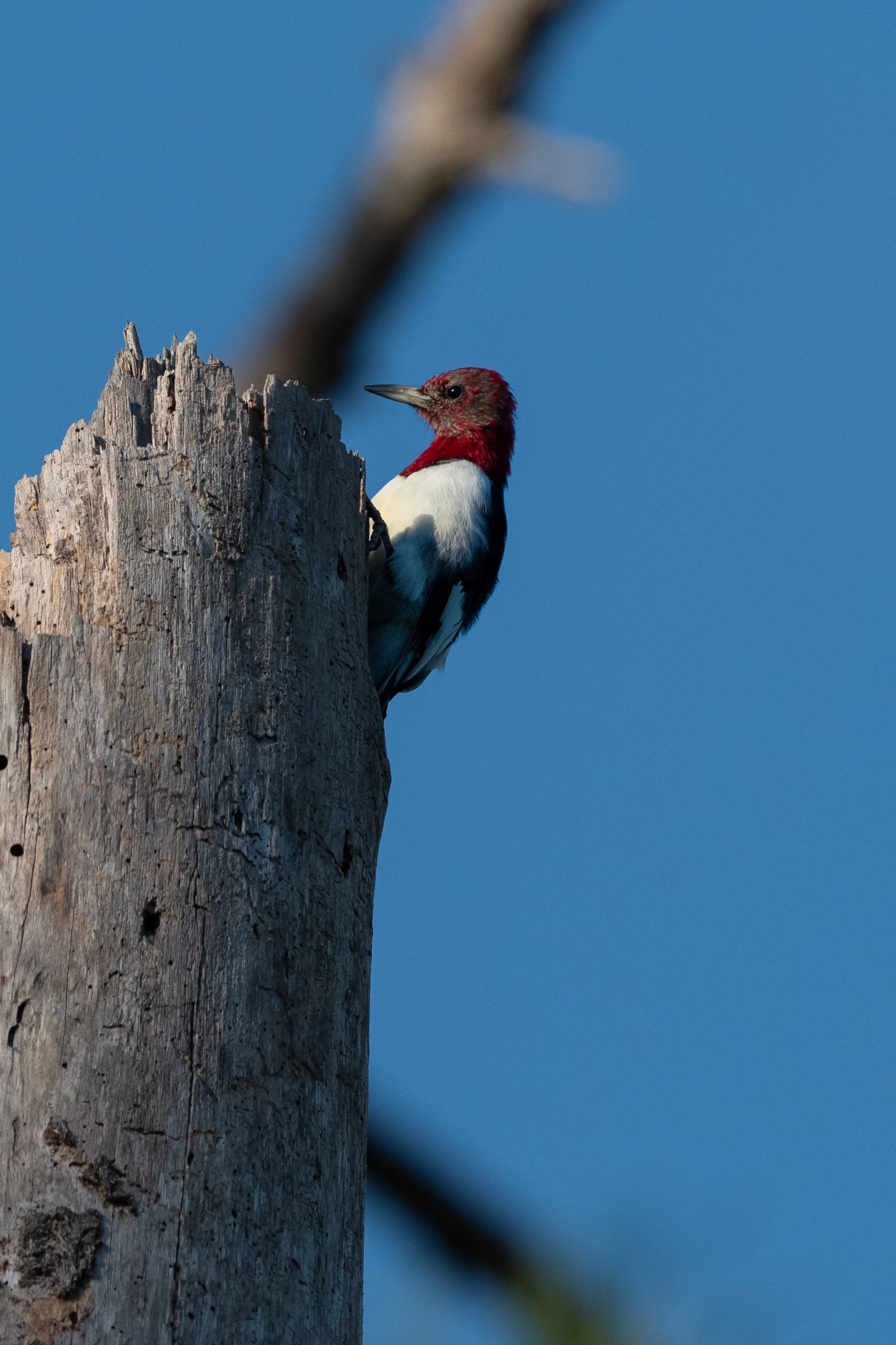 Red-headed Woodpecker 