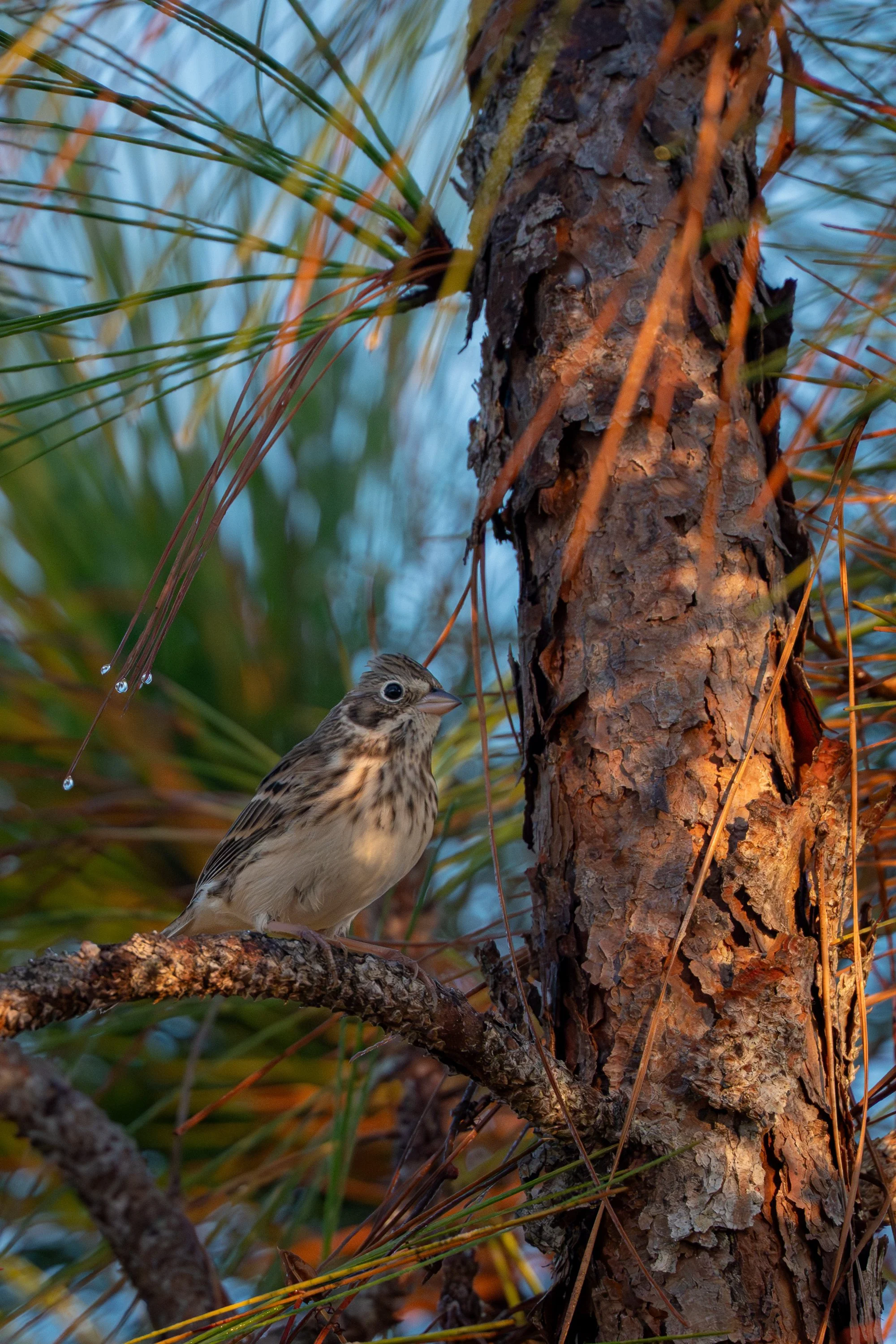 Vesper Sparrow 