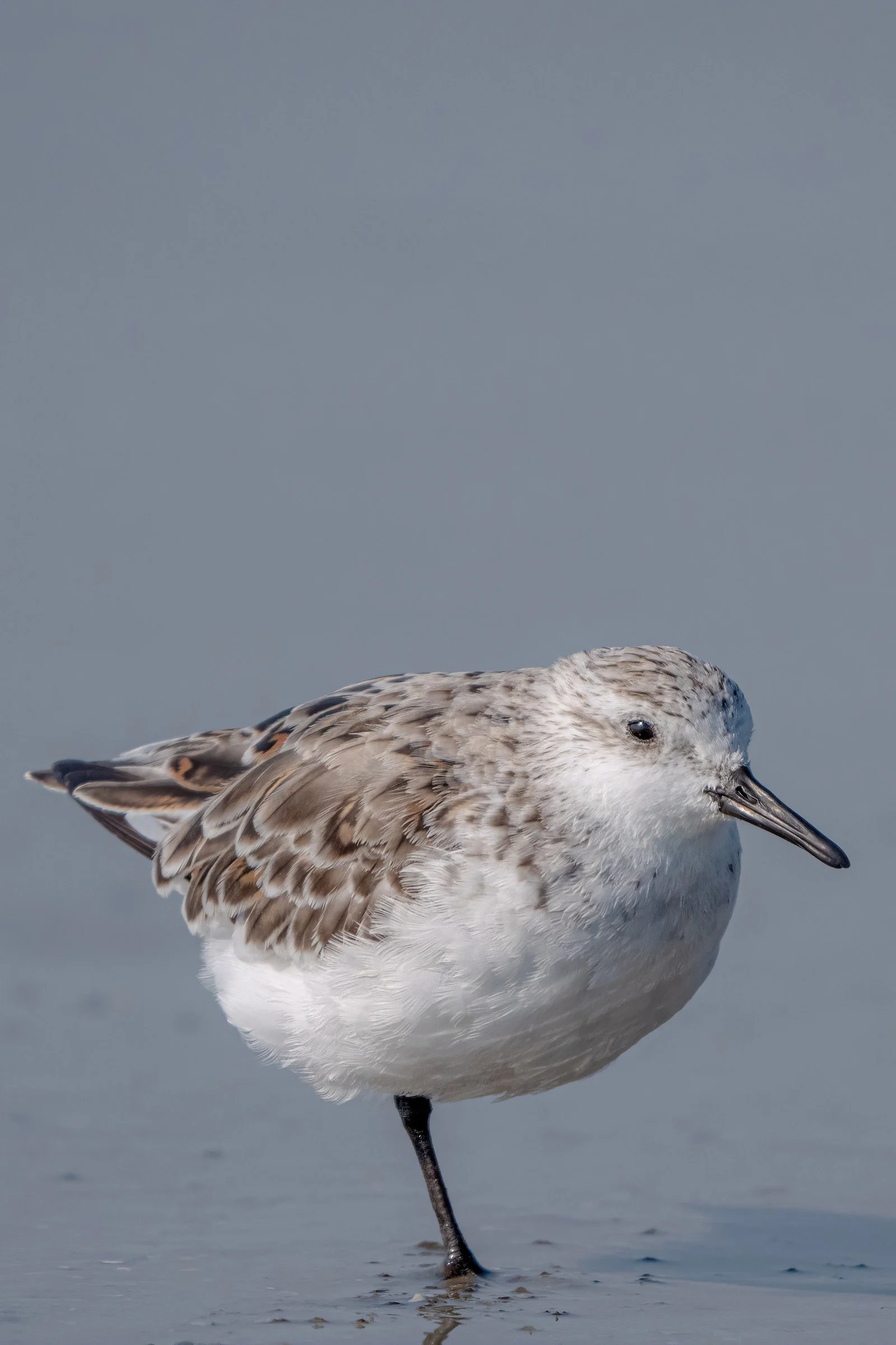 Wester Sandpiper