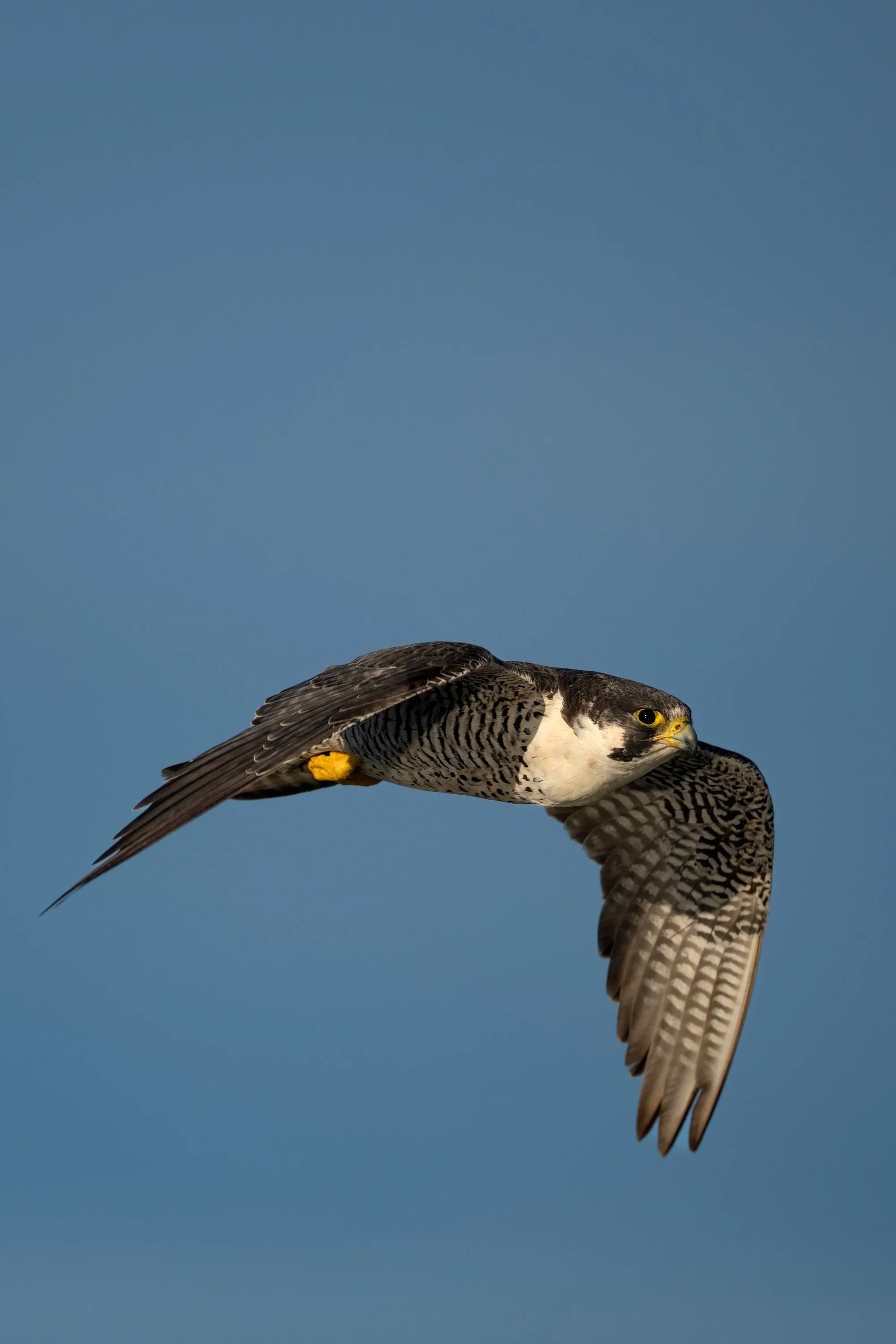 Peregrine Falcon