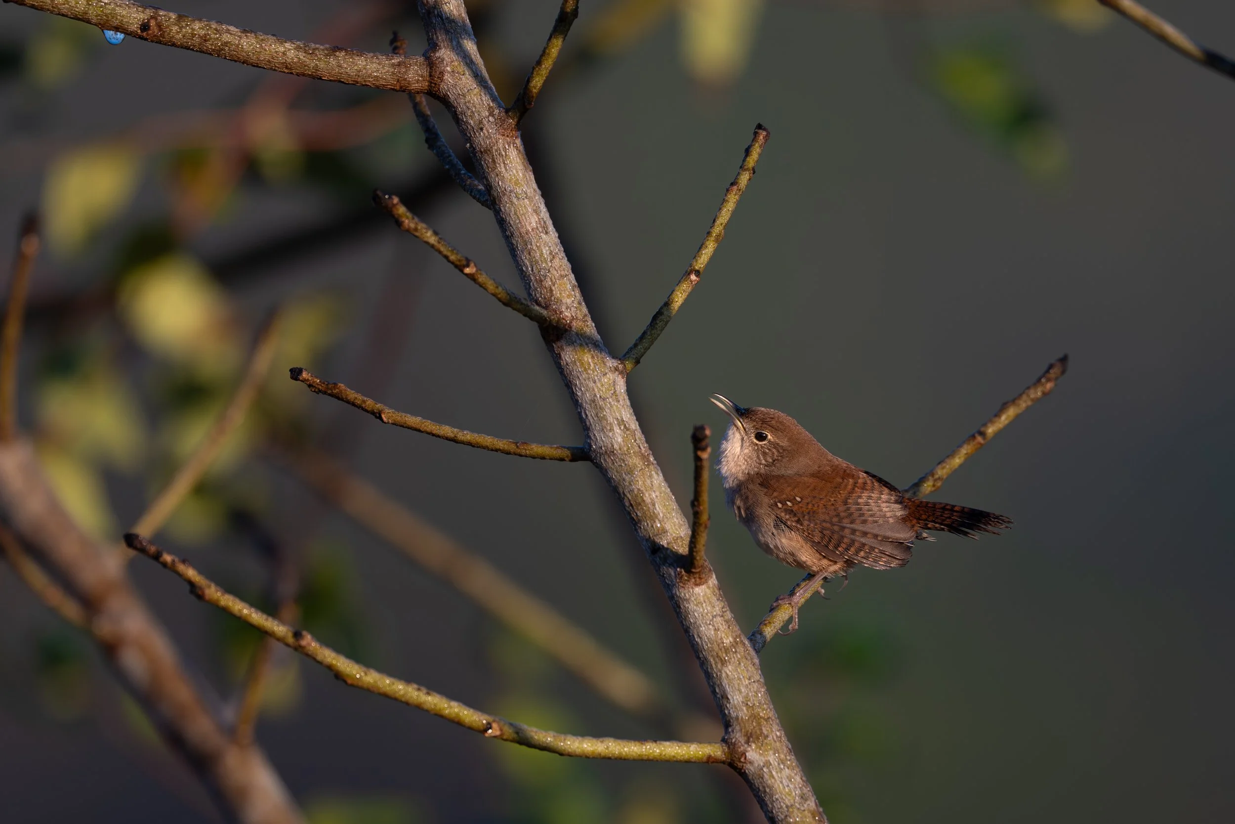 Northern House Wren 