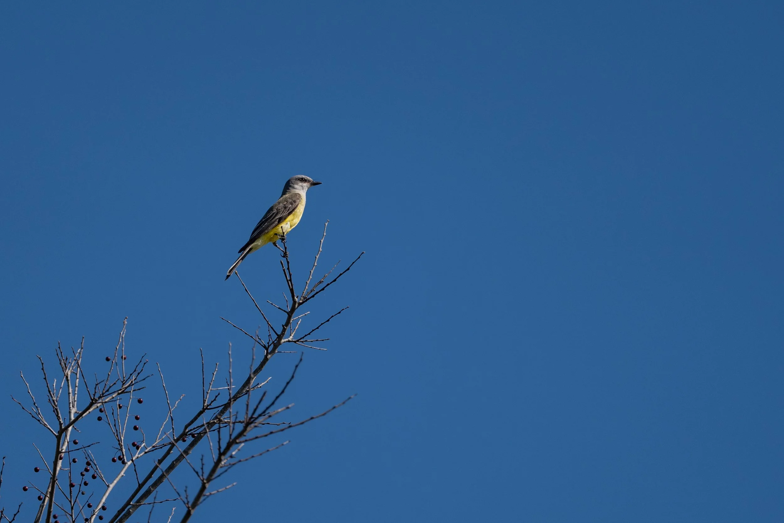 Western Kingbird
