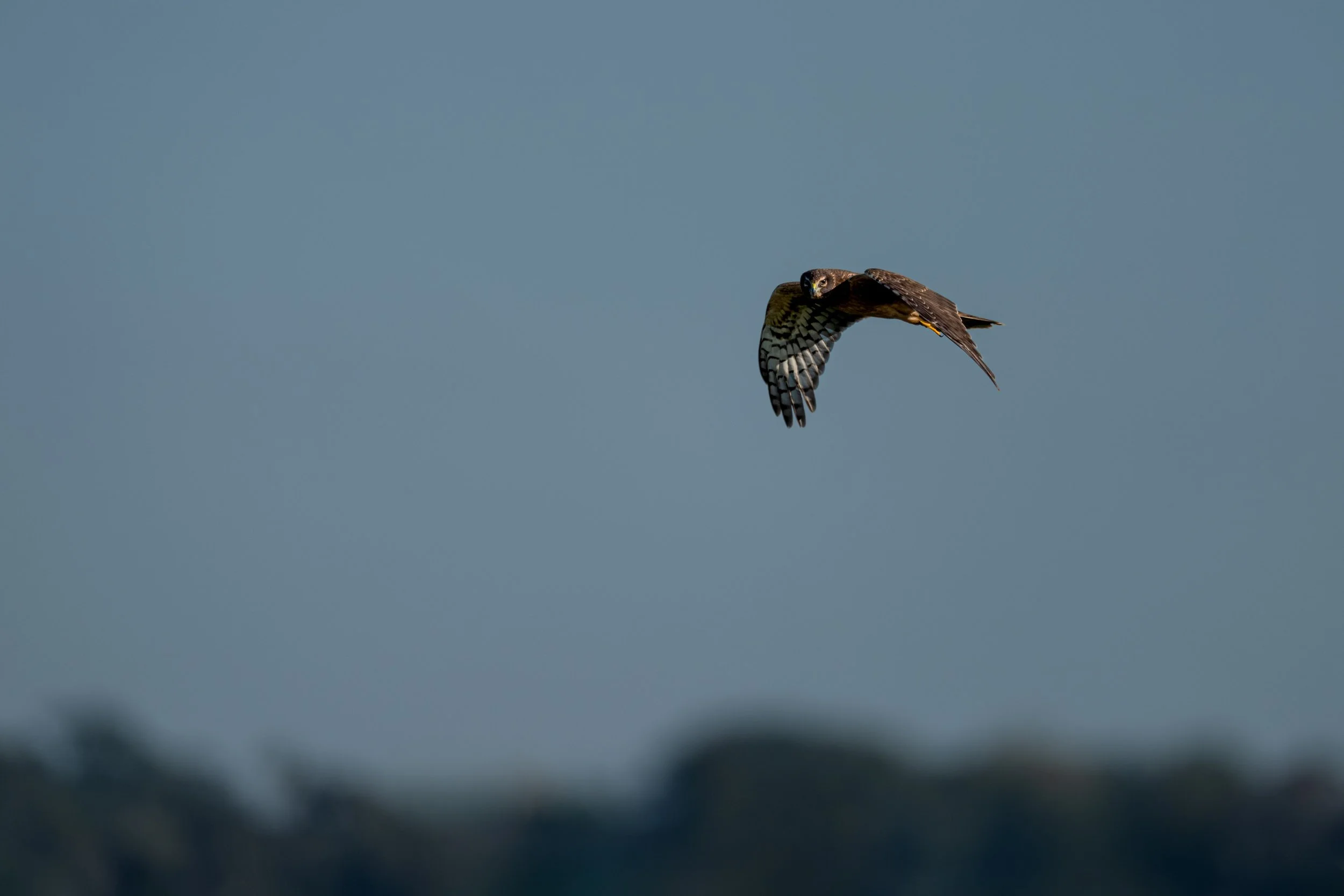 Northern Harrier 