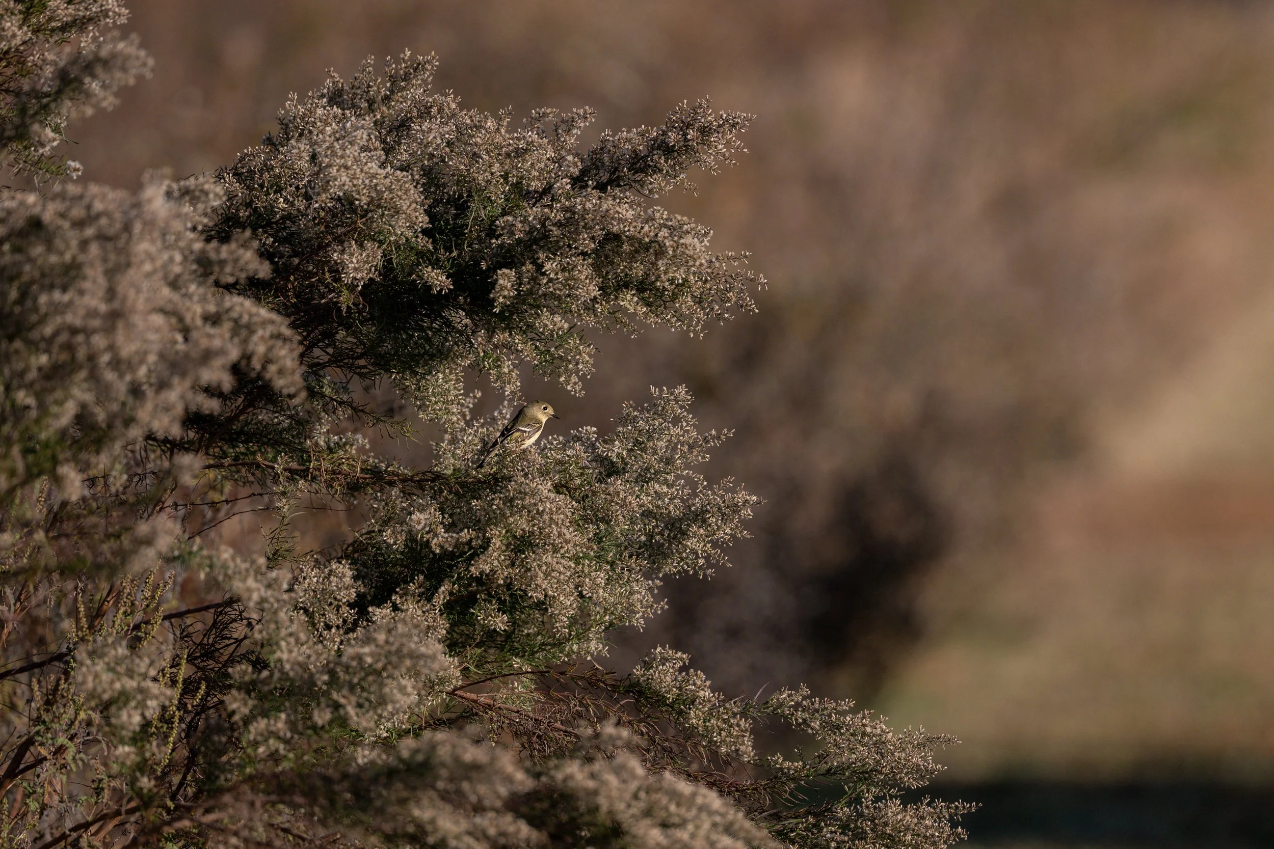 Ruby-crowned Kinglet 