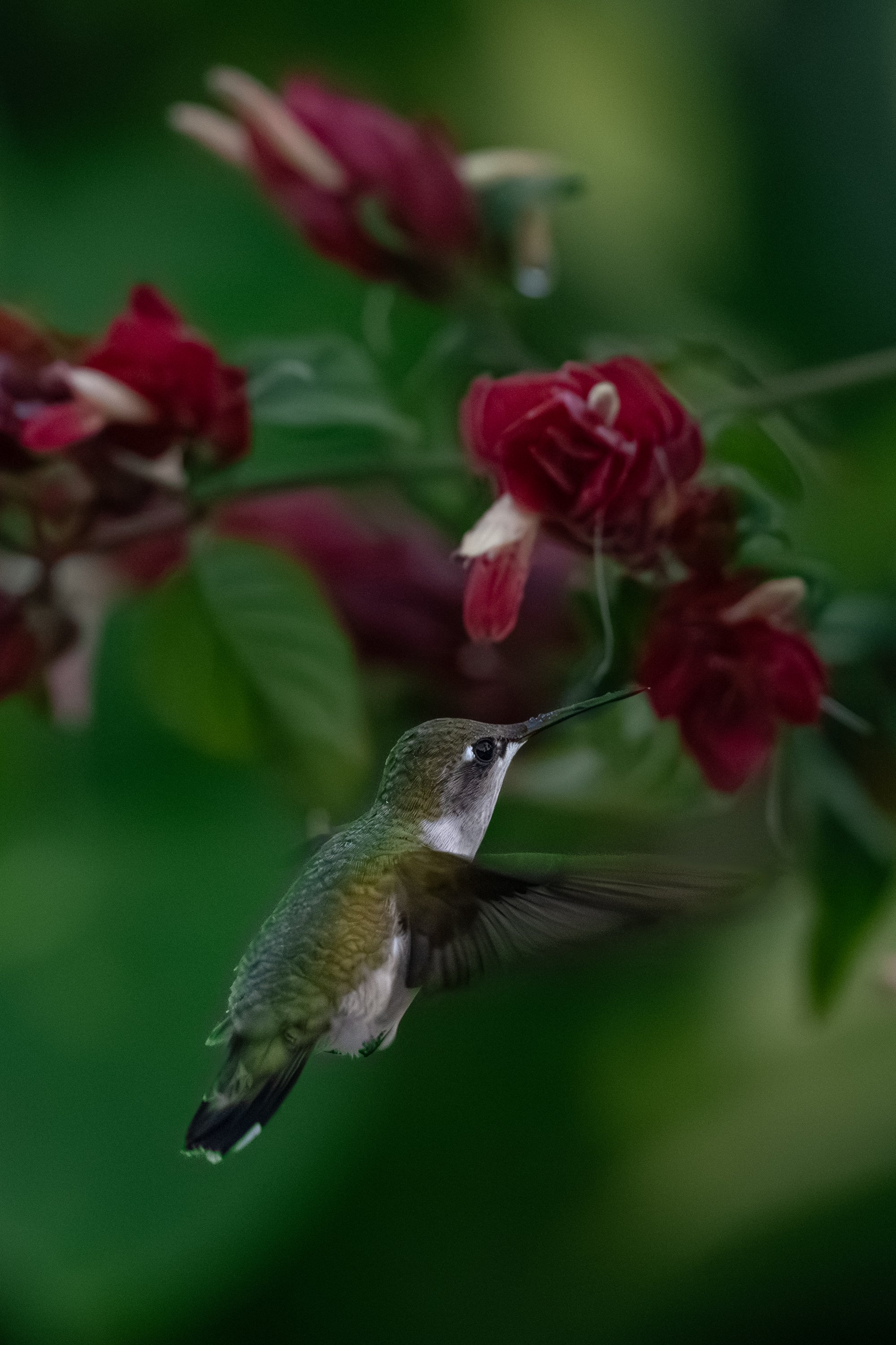 Ruby Throated Hummingbird